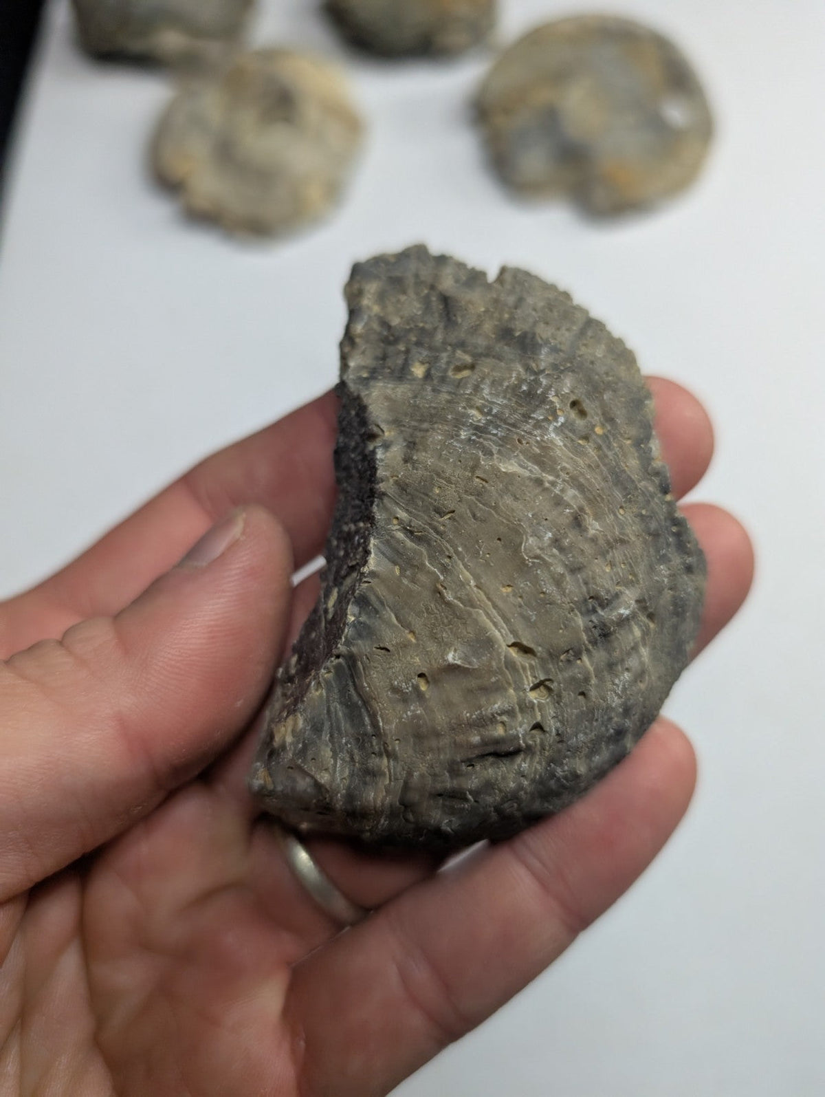 A weathered, gray fossilized shell fragment with visible concentric ridges and a rough texture.