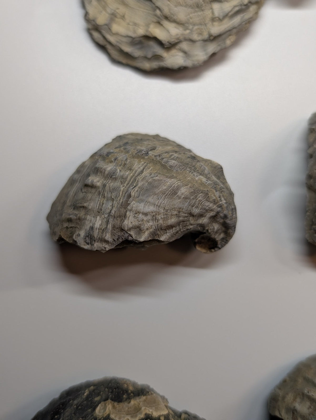 Gray fossilized shell with textured, ridged surface and irregular edges.