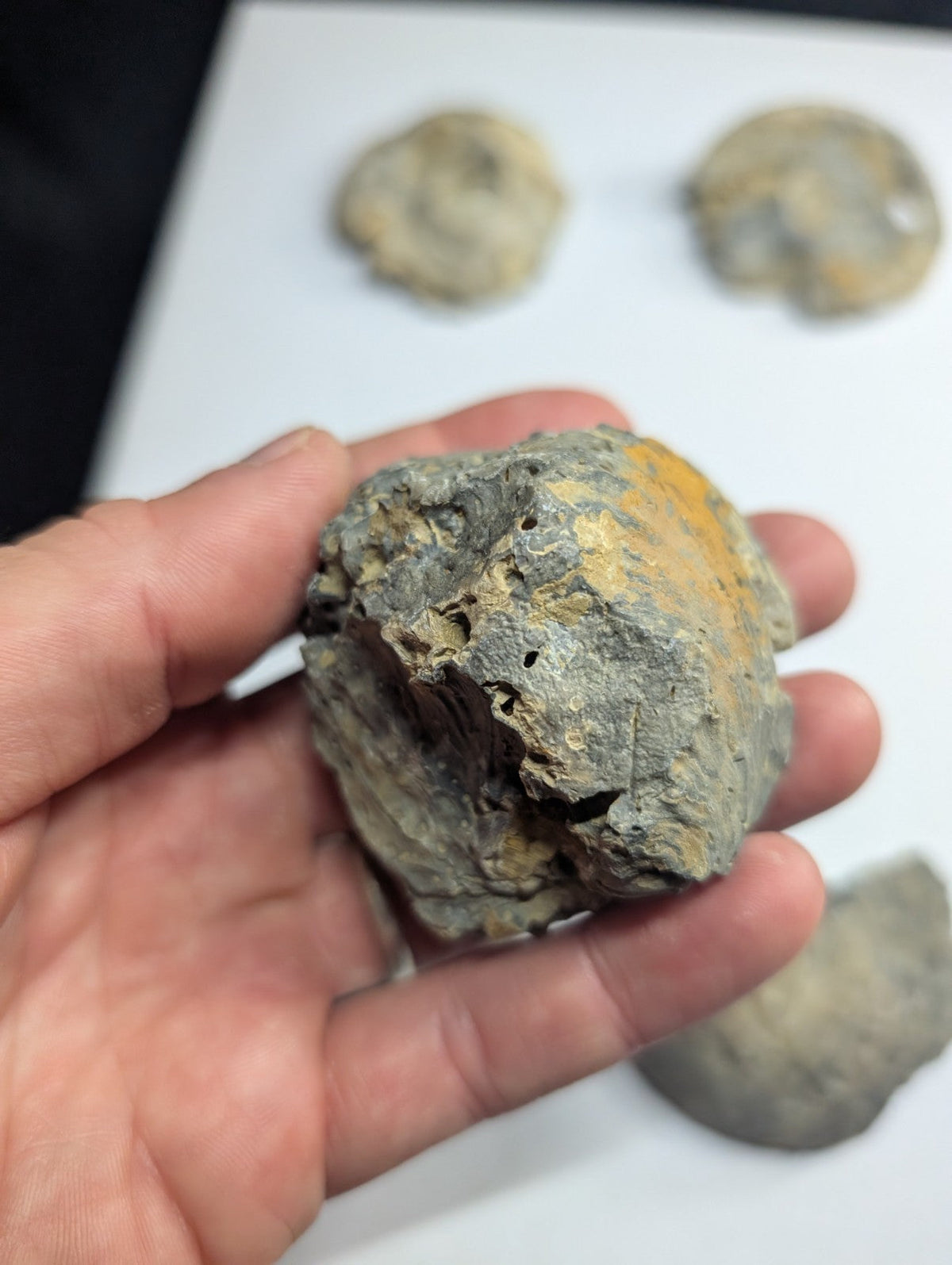 A rough, irregularly shaped fossilized shell with a grayish surface and patches of yellow-orange mineralization.