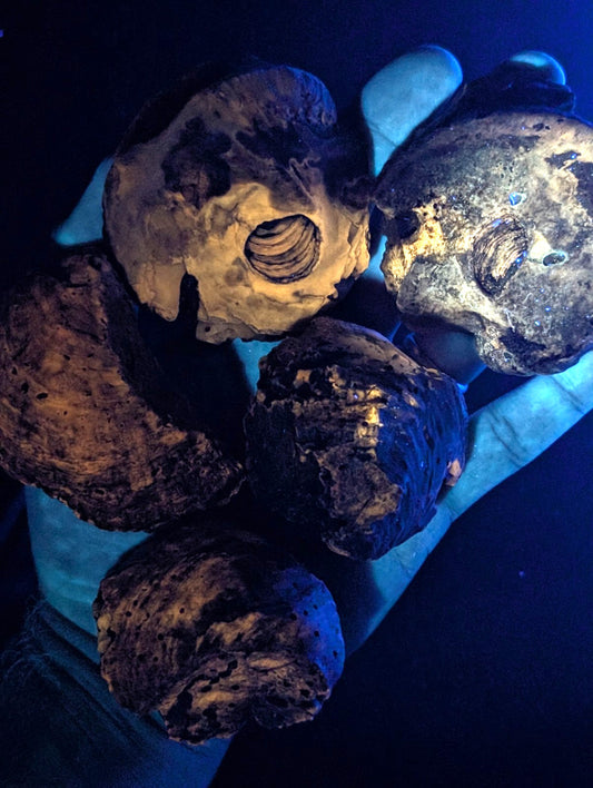 Weathered, dark brown and black fossilized skulls with visible bone textures.