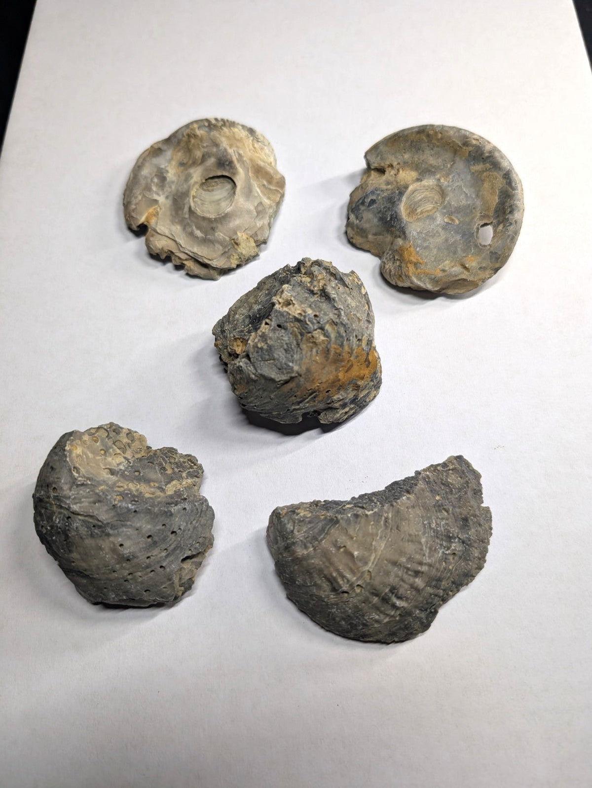 Five weathered, grayish-brown fossilized ammonite shells with rough textures and natural holes.