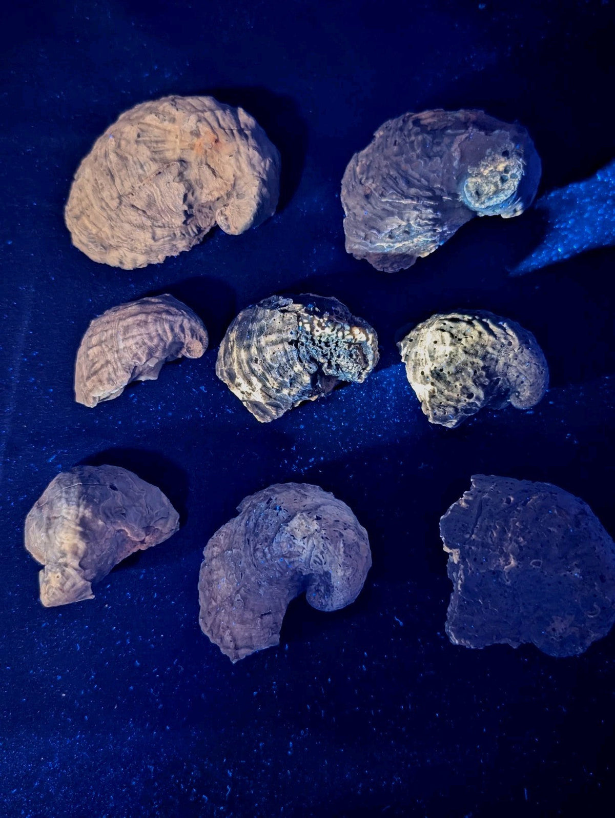 Seven irregularly shaped, textured brain-like objects with earthy tones and some showing greenish or bluish mineral deposits under blue lighting.