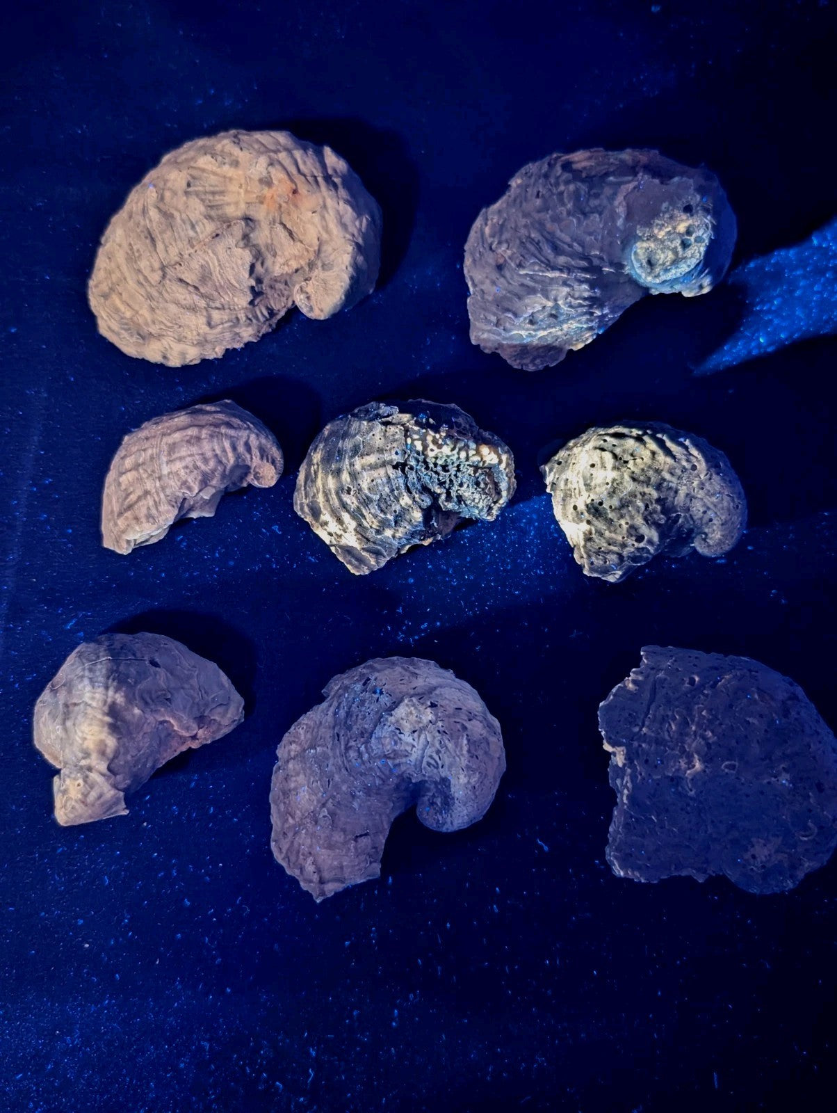 Seven irregularly shaped, textured brain-like objects with earthy tones and some showing greenish or bluish mineral deposits under blue lighting.