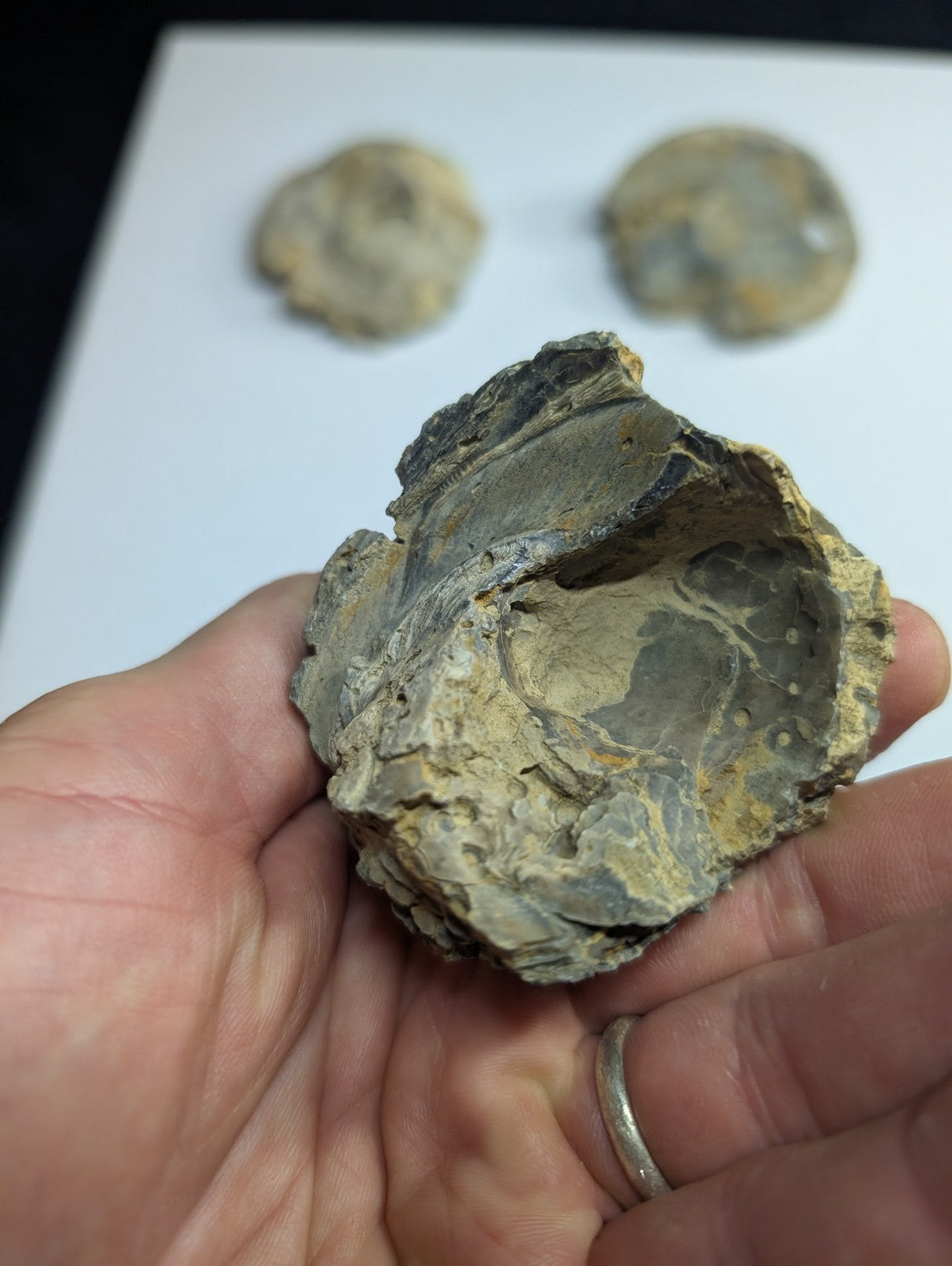 A weathered, grayish-brown fossilized shell with intricate ridges and a rough texture.