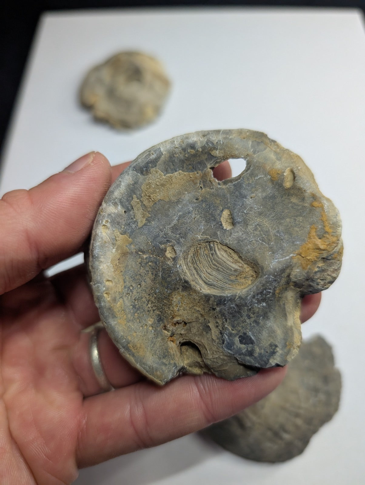 Gray fossilized sea urchin shell with a central hole and textured surface.
