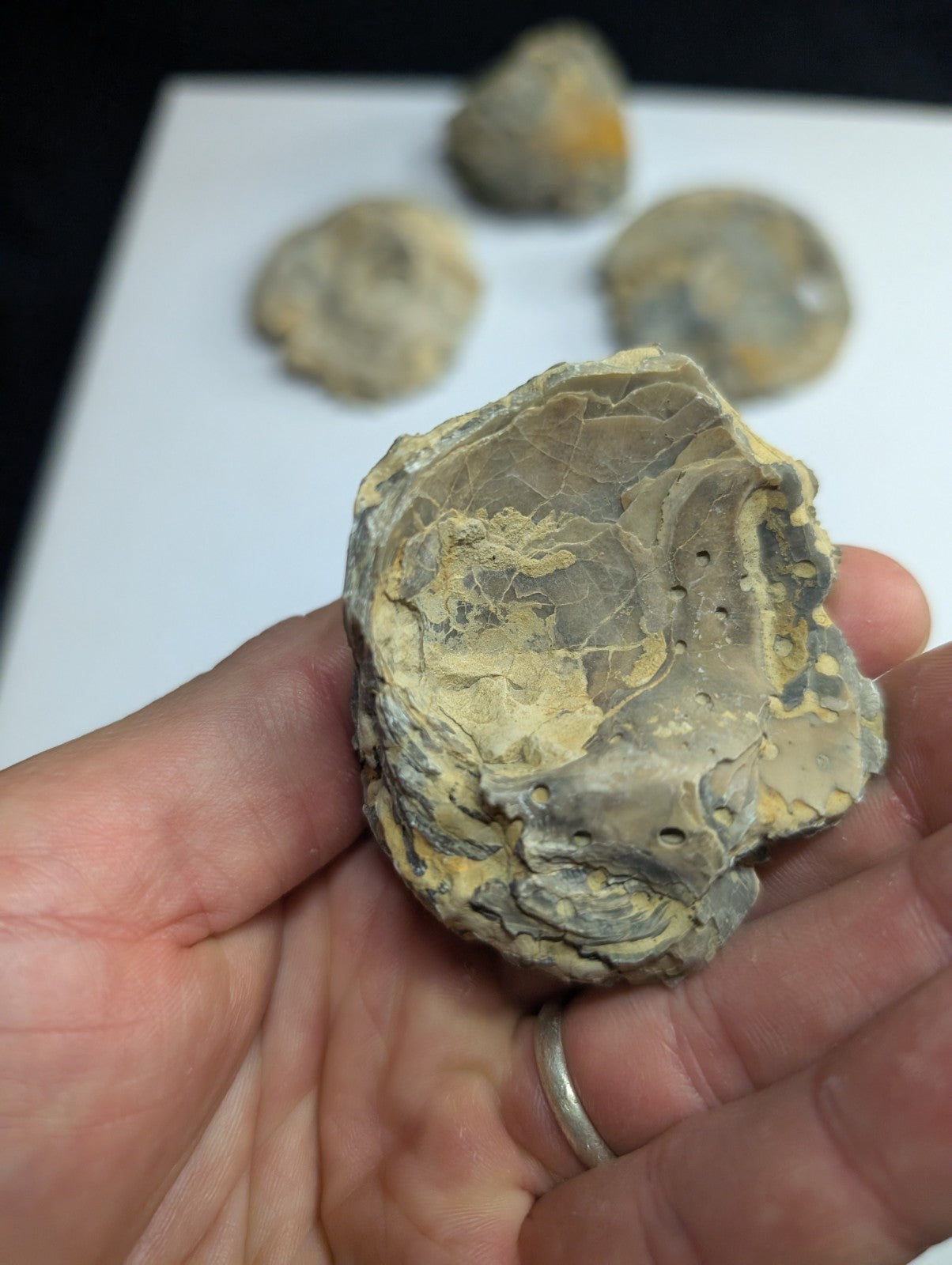 A weathered, grayish-yellow fossilized shell with intricate ridges and small holes.