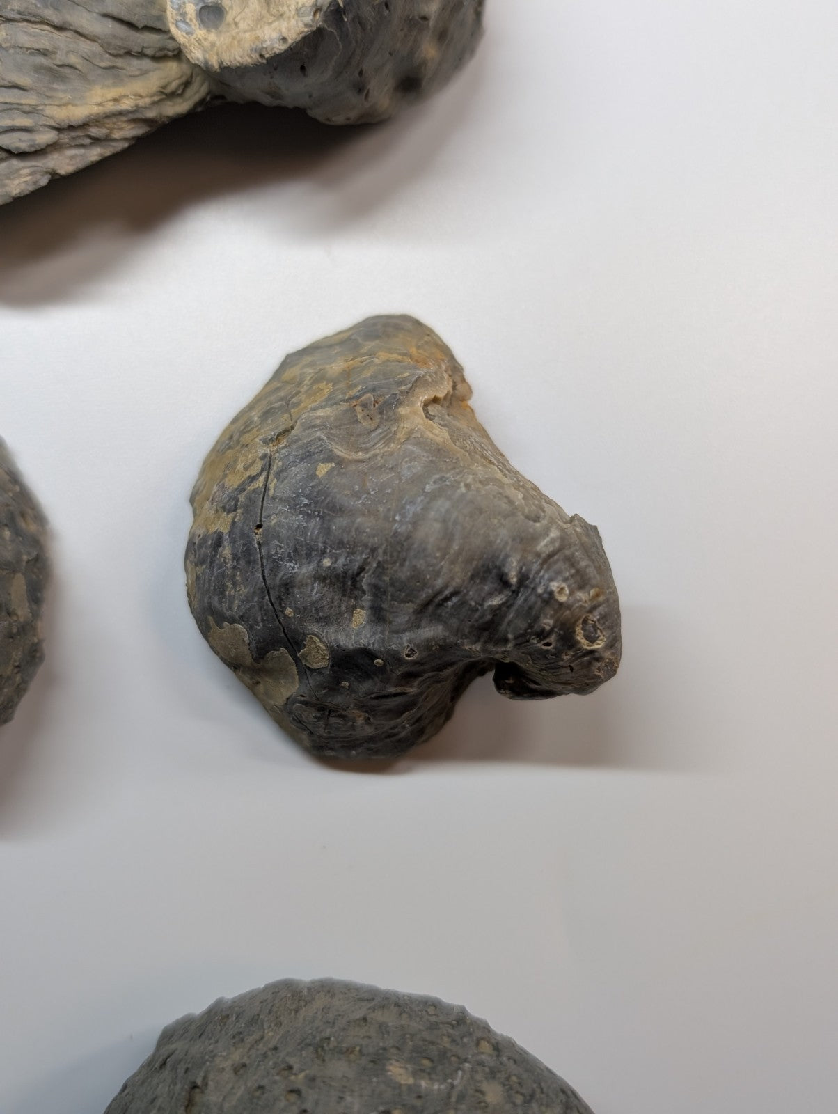 Dark gray fossilized shell with rough, textured surface and subtle yellowish patches.