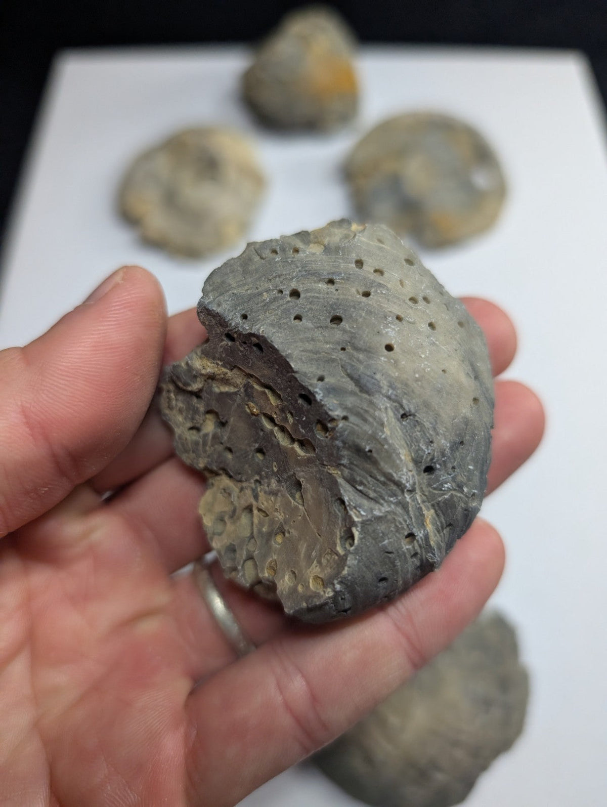 Gray, porous fossilized abalone shell with a textured surface and small holes.