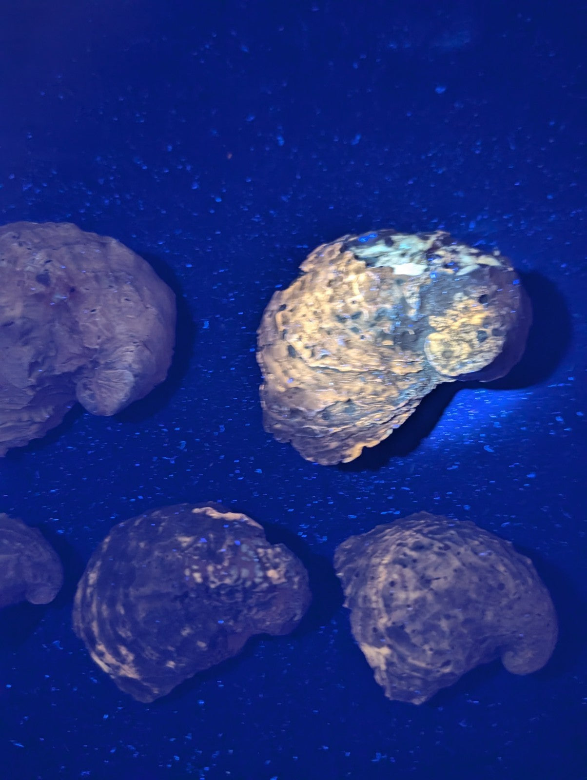 A weathered, irregularly shaped fossilized brain with a mottled surface of earthy browns and faded blues.