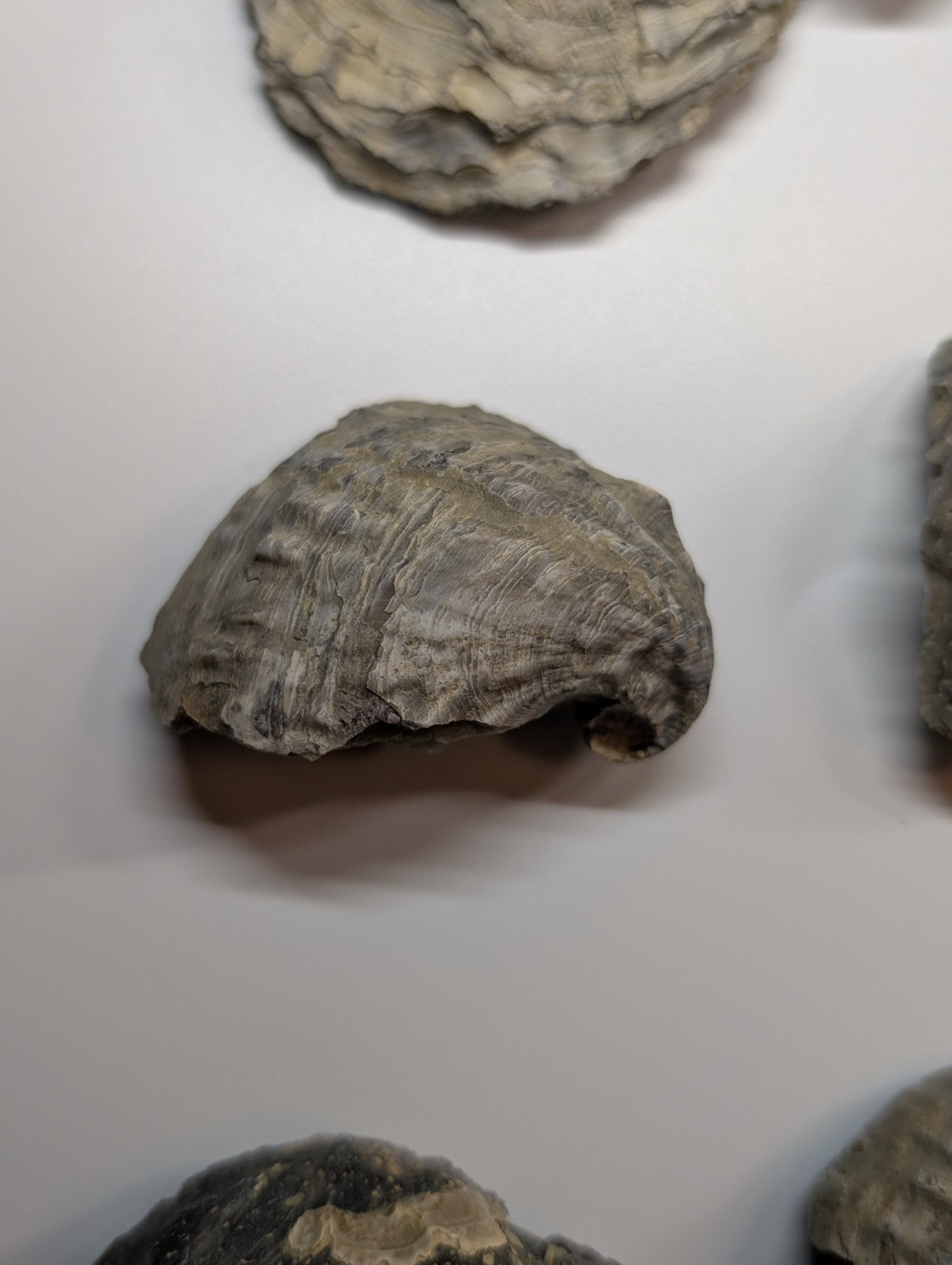 Gray fossilized shell with textured, ridged surface and irregular edges.