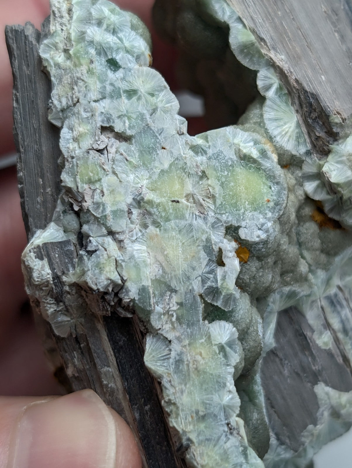 Uv reactive green wavellite cluster with translucent greenish-white fan-shaped crystals from mauldin mountain arkansas usa