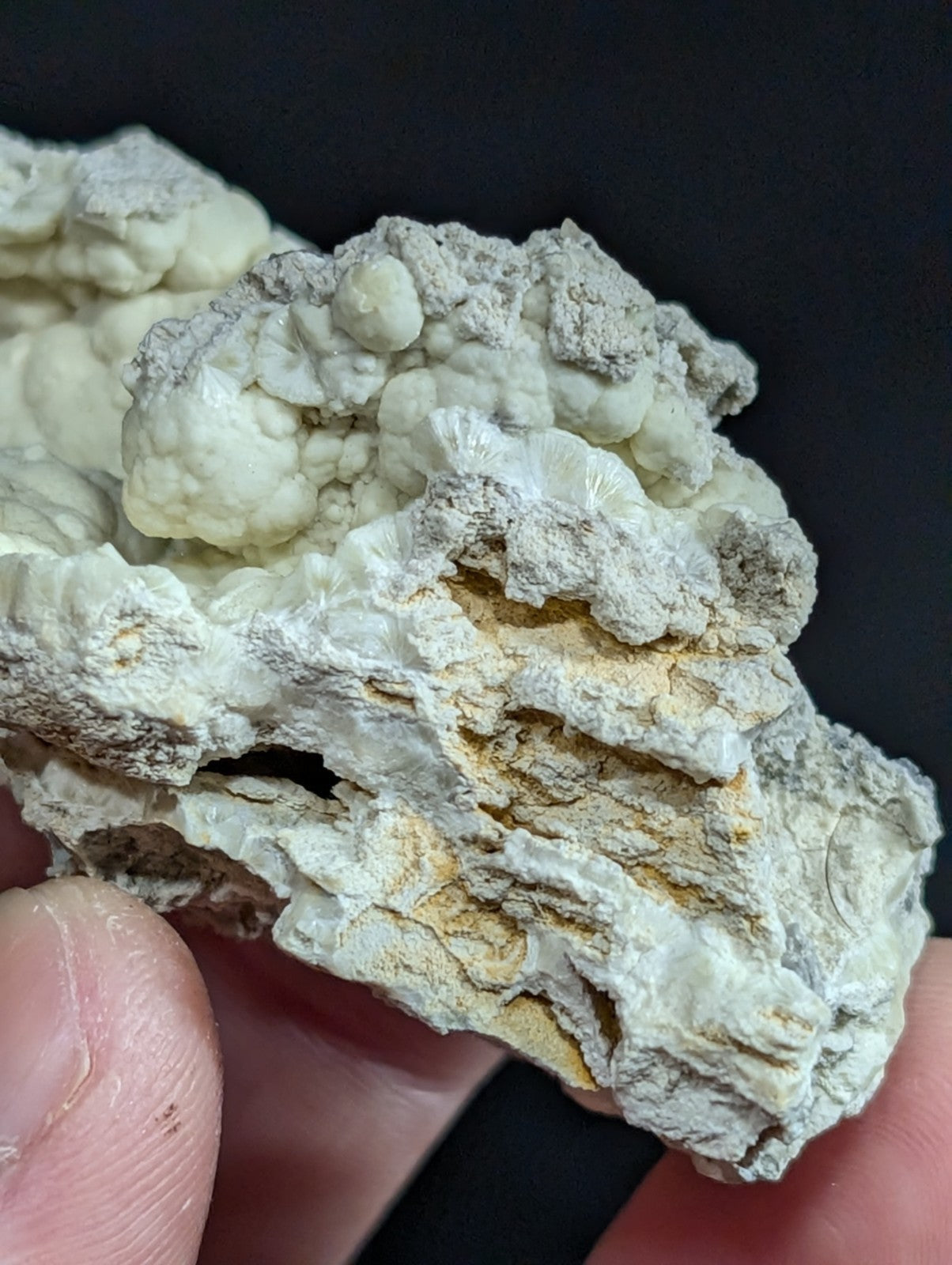 A textured, off-white and gray mineral specimen with layered, fossilized coral-like formations.