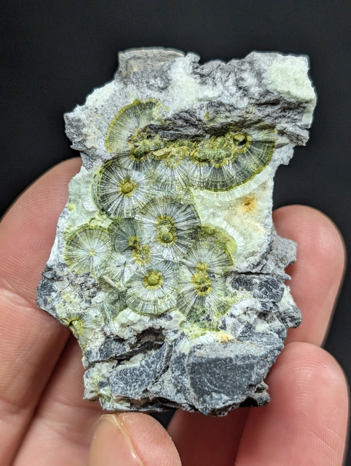 A hand holds a fossilized rock slab featuring intricate, circular greenish-yellow coral-like formations embedded in gray and white matrix.