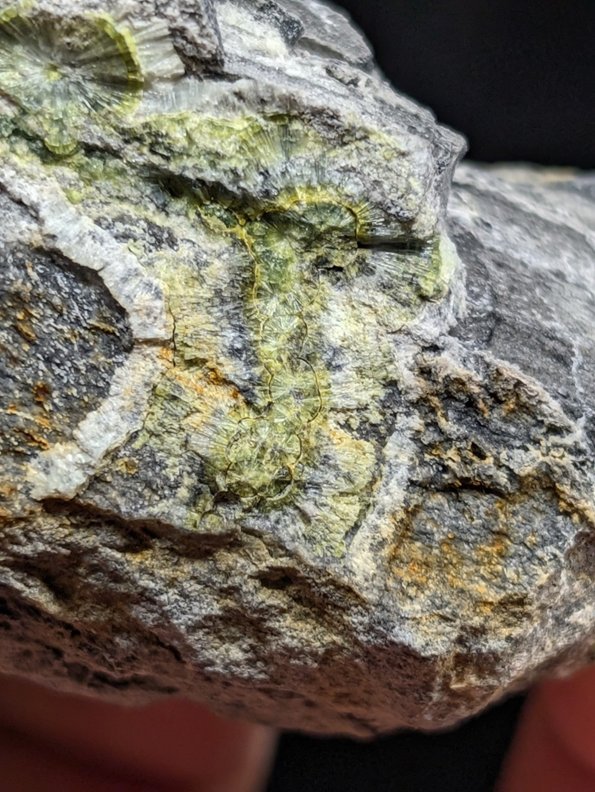 A gray rock specimen featuring intricate green and yellow mineral formations with a textured, layered surface.
