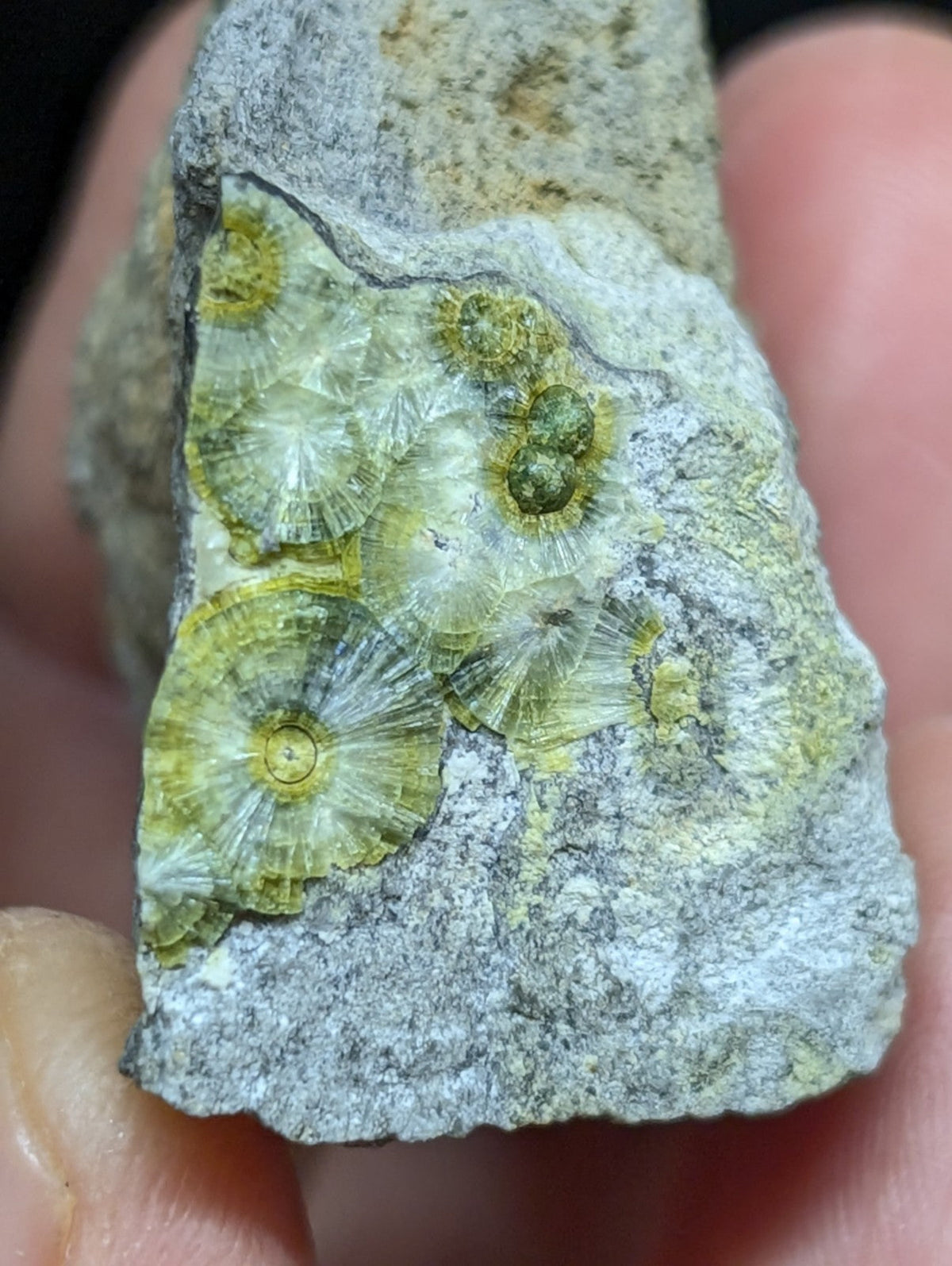 A hand holds a gray rock specimen featuring several translucent, pale green to yellow fossilized brachiopods with intricate radial patterns.