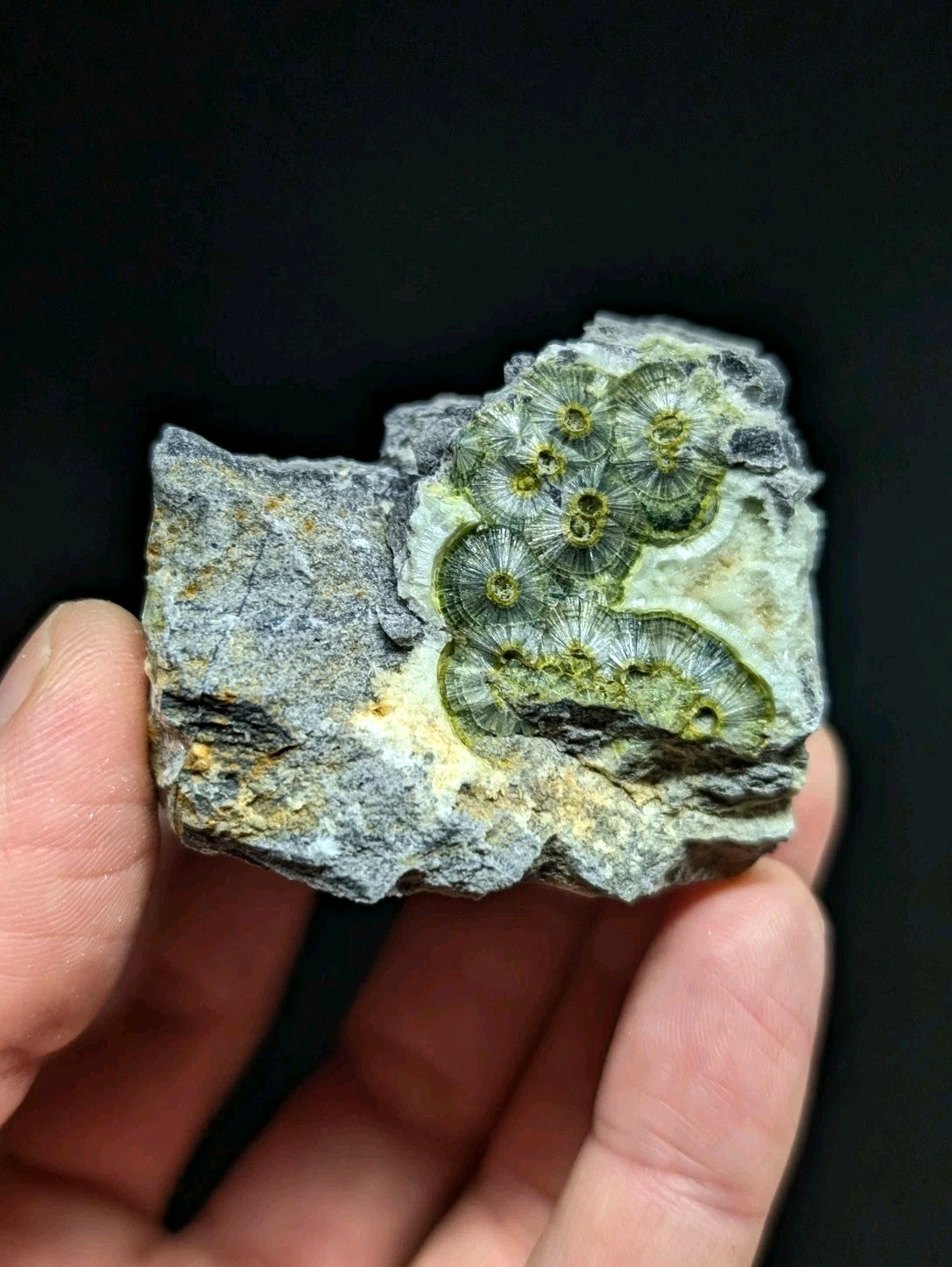 A hand holds a gray rock specimen featuring intricate green fossilized coral formations with detailed radial patterns.