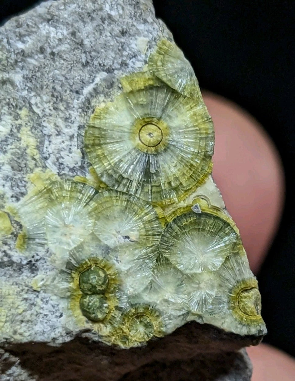 A cluster of translucent, radiating green and yellow fossilized coquina coral embedded in a gray rock matrix.