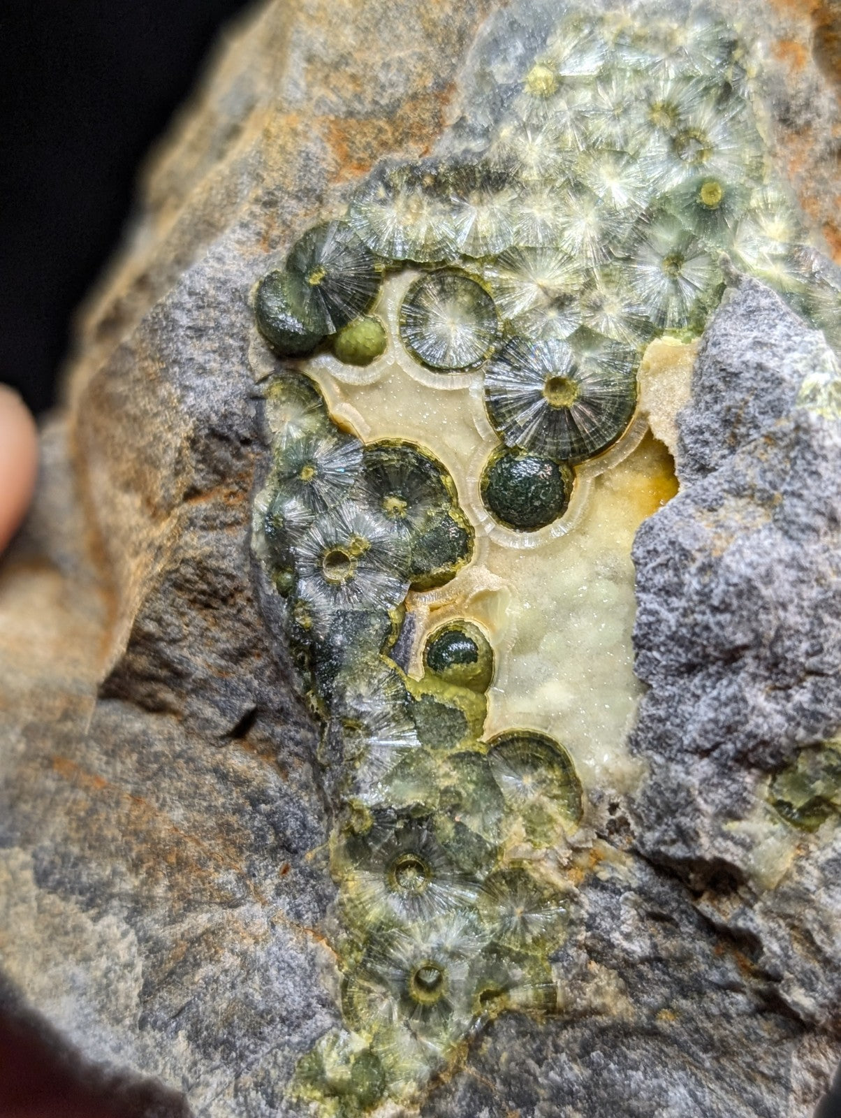 A cluster of dark green, circular fossilized coral formations embedded in a grayish rock matrix.