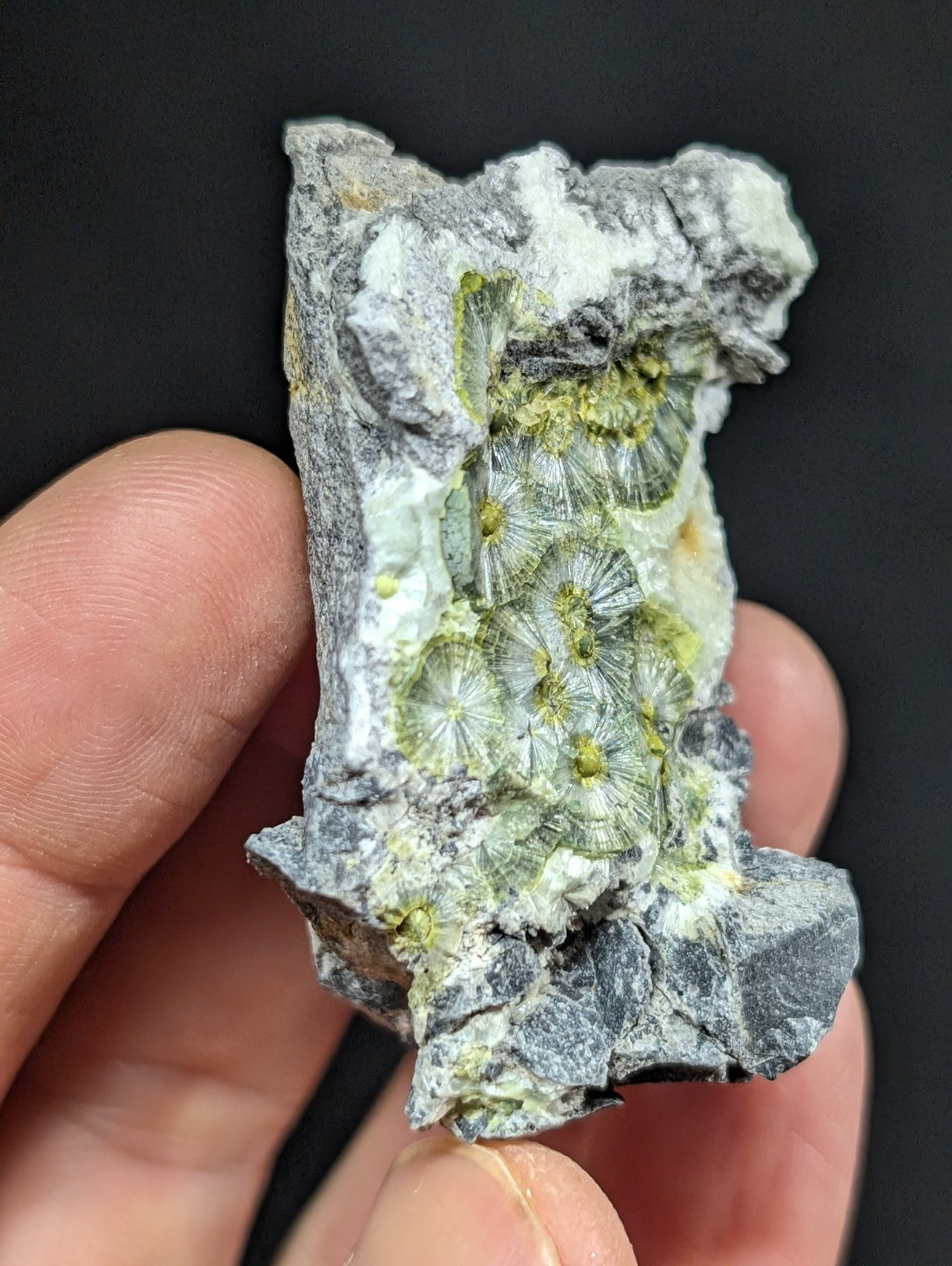 A hand holds a rough, gray rock specimen featuring embedded greenish-yellow fossilized coral formations with radial symmetry.