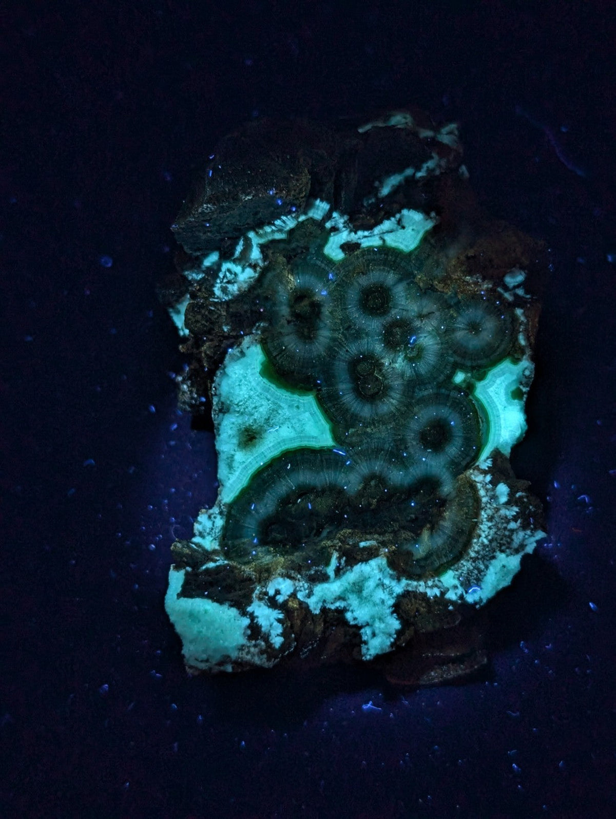 A glowing turquoise and black fluorescent mineral specimen with concentric circular patterns.