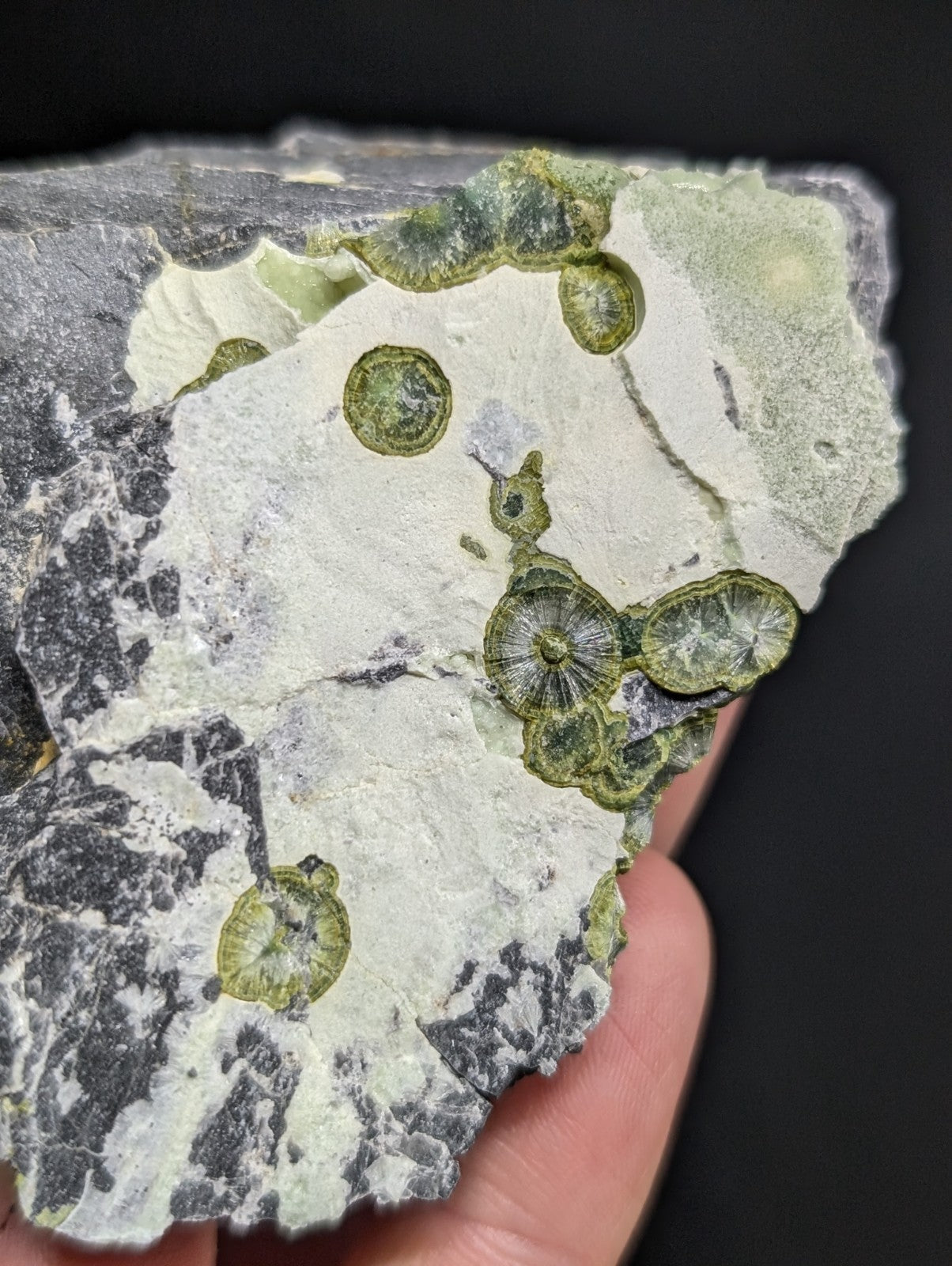 A hand holds a fossilized rock slab featuring embedded greenish-yellow circular and disc-shaped fossils against a mottled gray and white matrix.