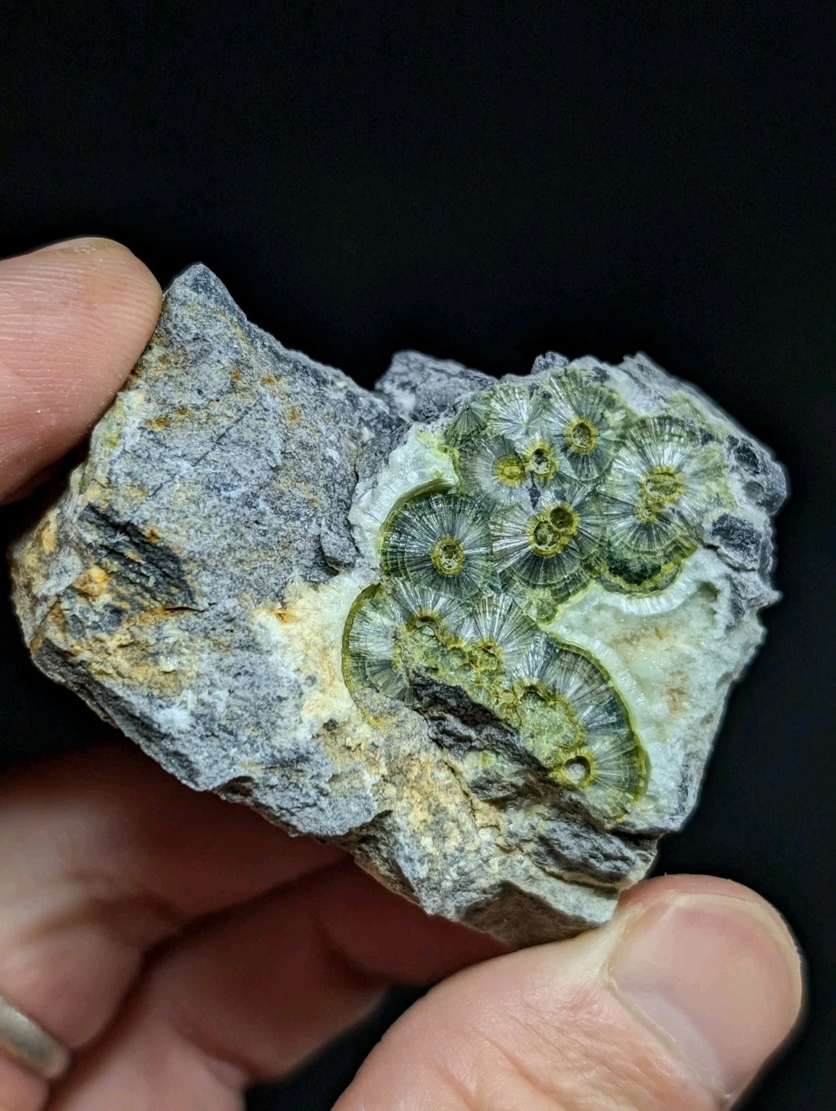 A green fossilized coral specimen embedded in a gray rock matrix.