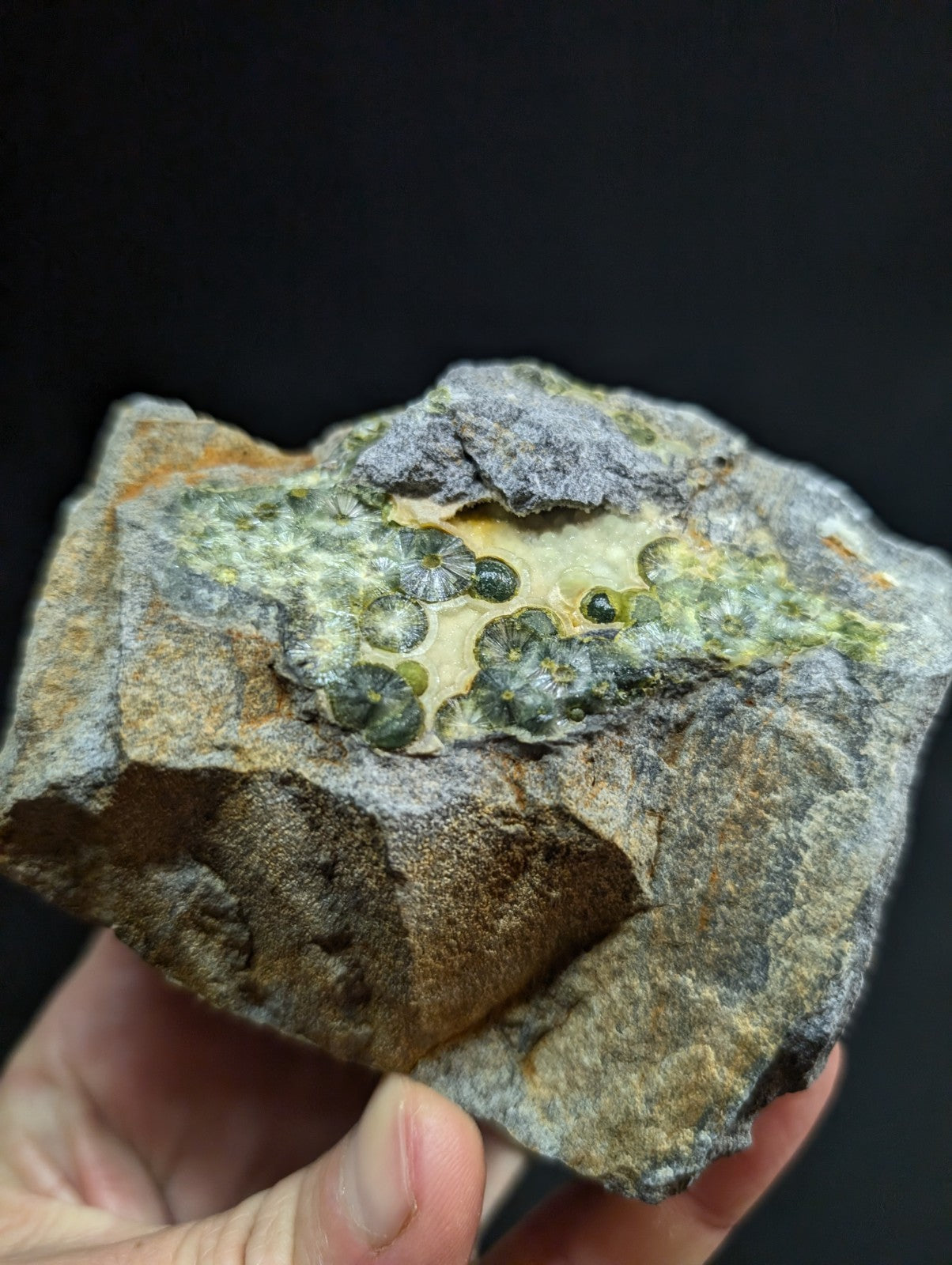 A hand holds a rough, irregularly shaped rock with a striking green and yellow fossilized pattern featuring circular, leaf-like formations embedded in its surface.