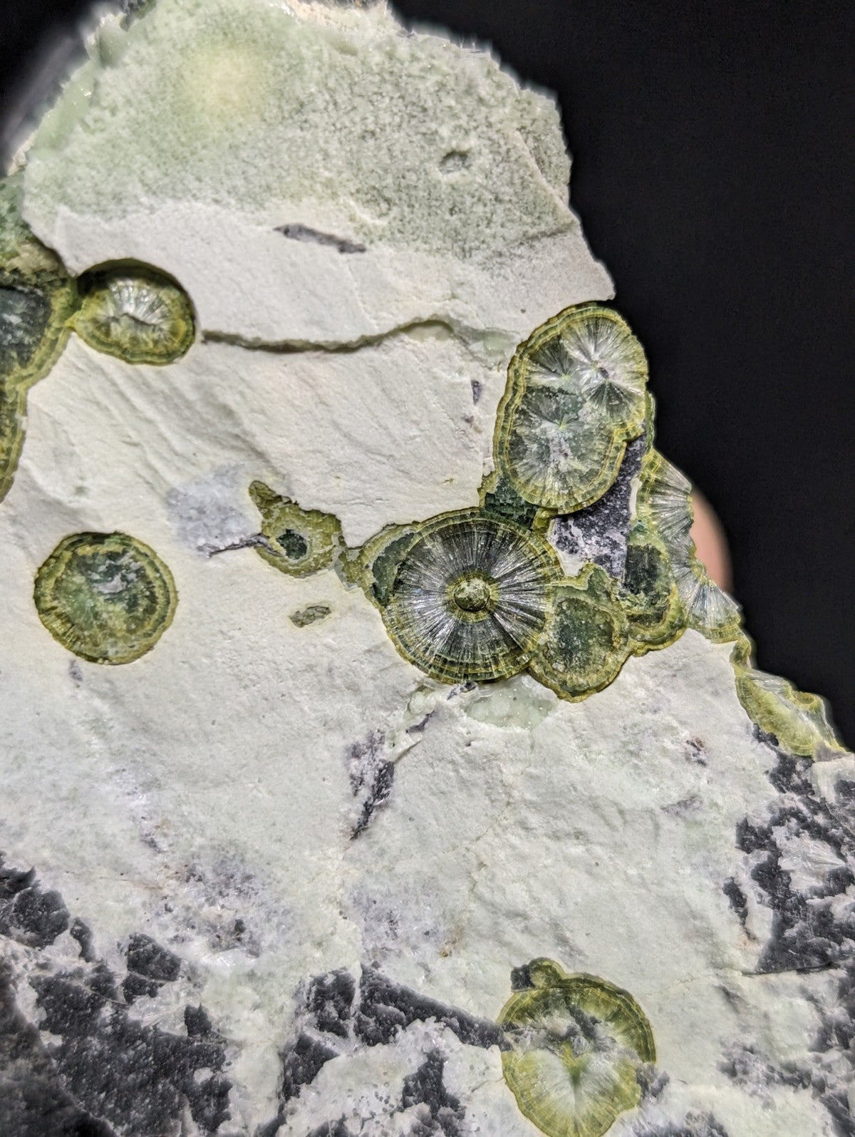 A white rock specimen featuring embedded greenish-yellow fossilized spiral shells with intricate radial patterns.