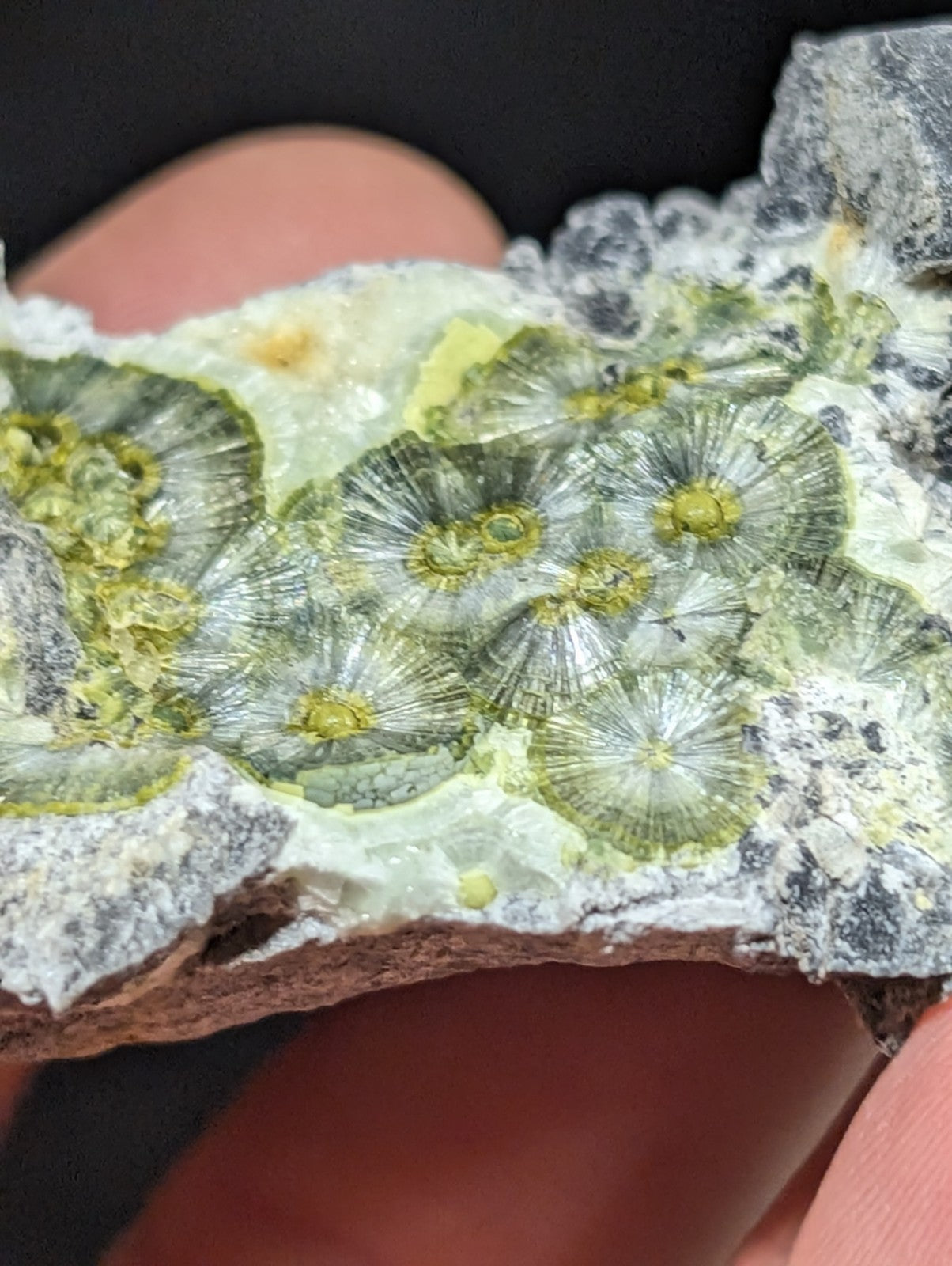 A striking green and white fossilized coral specimen with intricate radial patterns, embedded in a textured matrix.