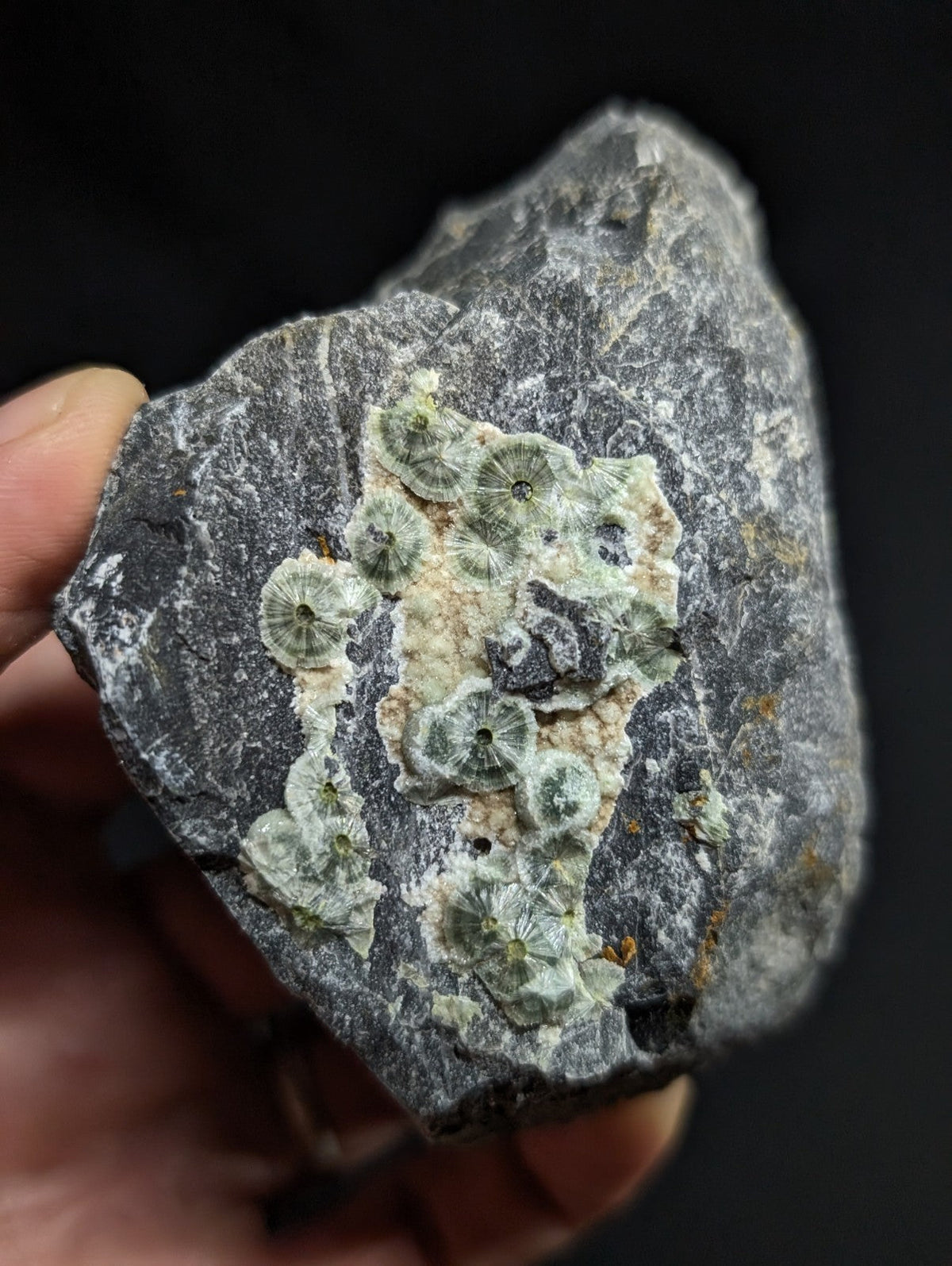 A dark gray rock featuring a cluster of light green, circular fossilized coral formations.