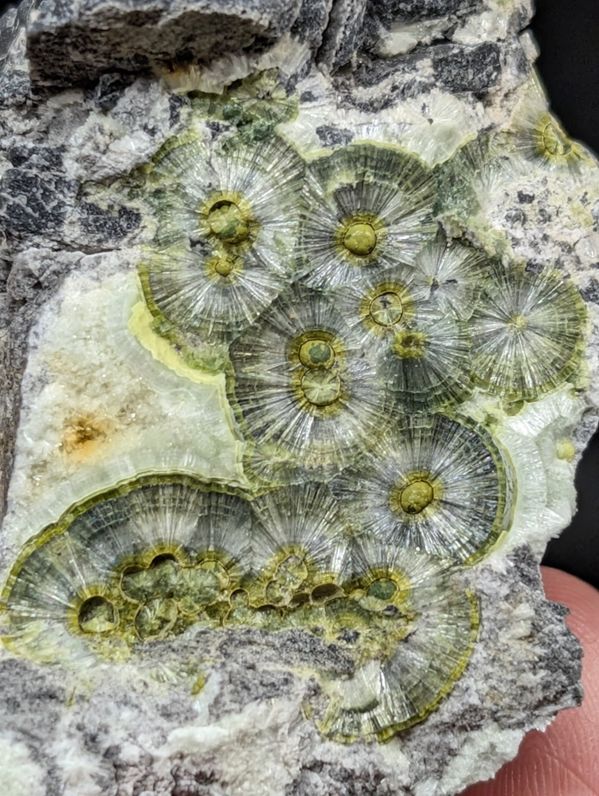 A cluster of translucent green and yellow fossilized coquina coral formations embedded in a grayish-white rock matrix.