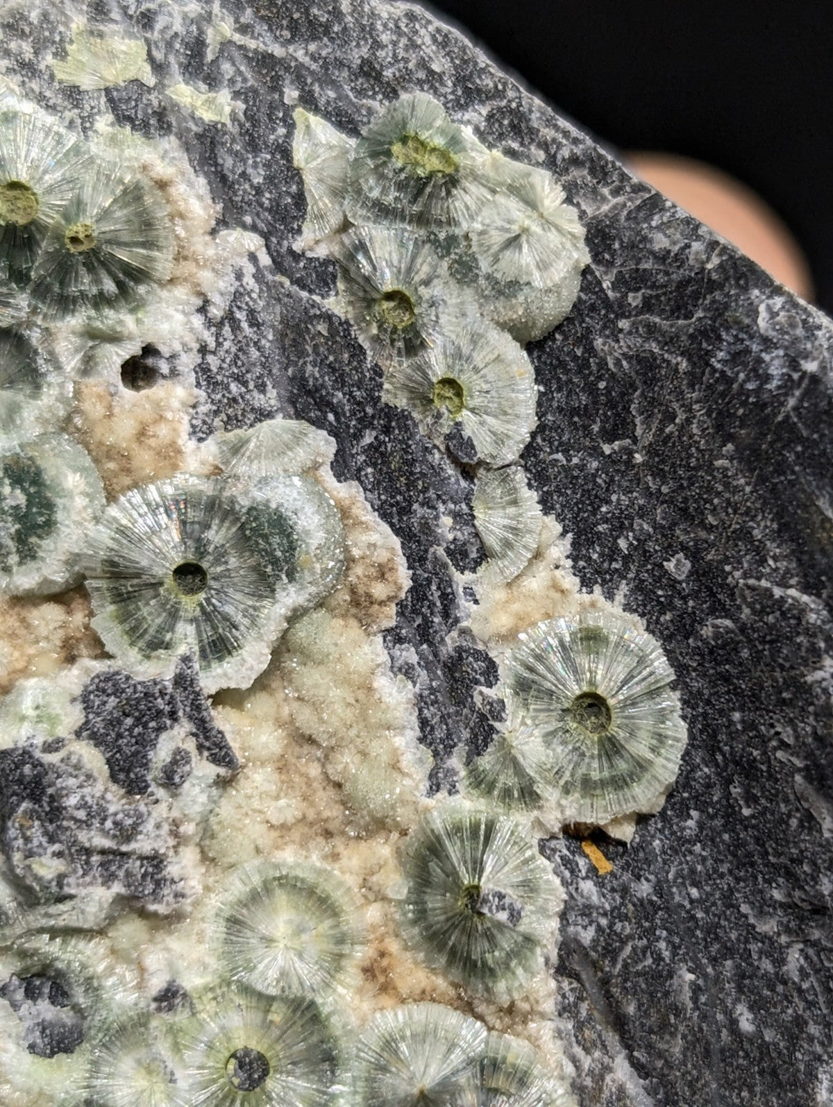 Translucent greenish crystalline formations with radial patterns embedded in a dark gray rock matrix
