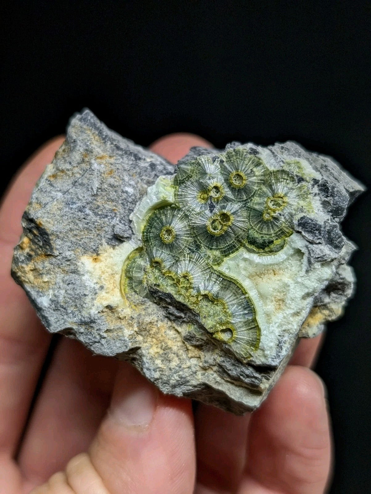 A hand holds a gray rock specimen featuring intricate green fossilized coral formations with detailed radial patterns.