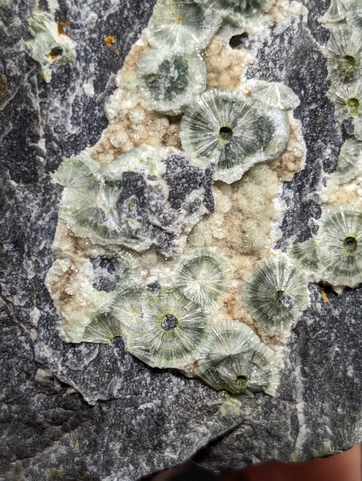A cluster of translucent greenish-gray fossilized coral formations with radial symmetry, embedded in a dark gray rock matrix.