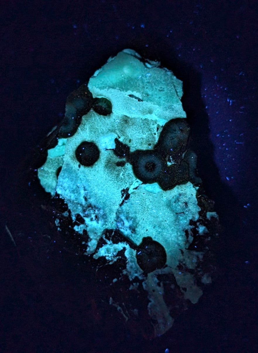 A glowing turquoise and black mineral specimen with circular inclusions under uv light.