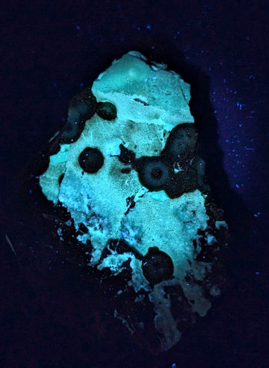 A glowing turquoise and black mineral specimen with circular inclusions under uv light.