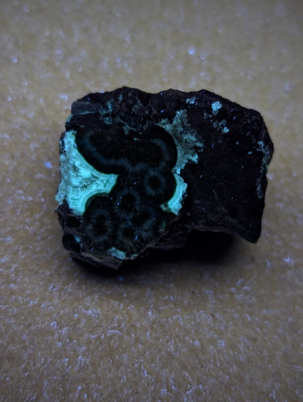A striking black and turquoise malachite rock with intricate, swirling patterns.