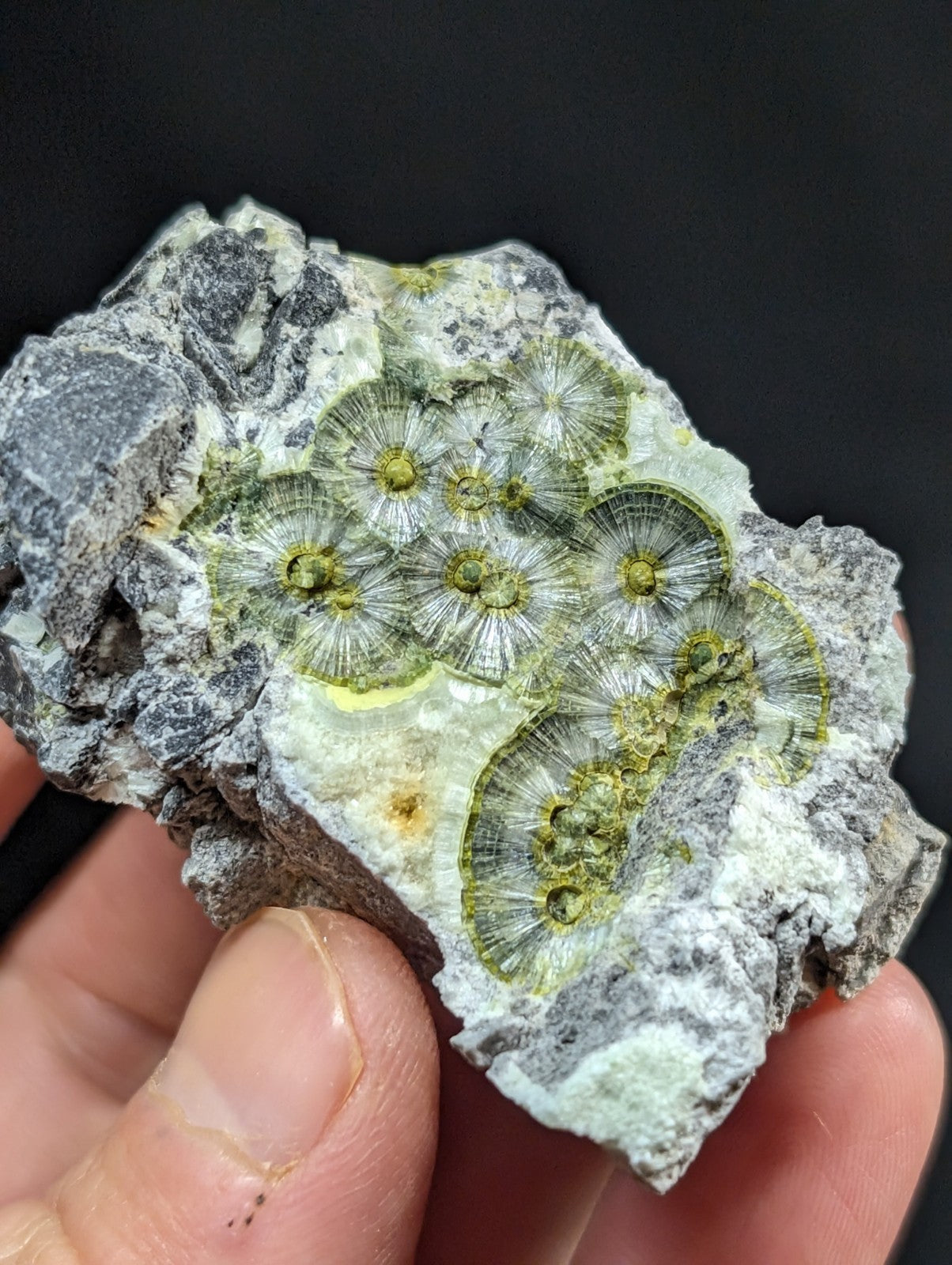 A hand holds a gray rock specimen featuring several green, circular fossilized coral structures with radiating patterns.