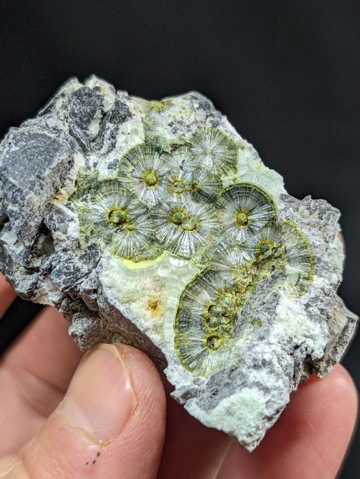 A hand holds a gray rock specimen featuring several green, circular fossilized coral structures with radiating patterns.