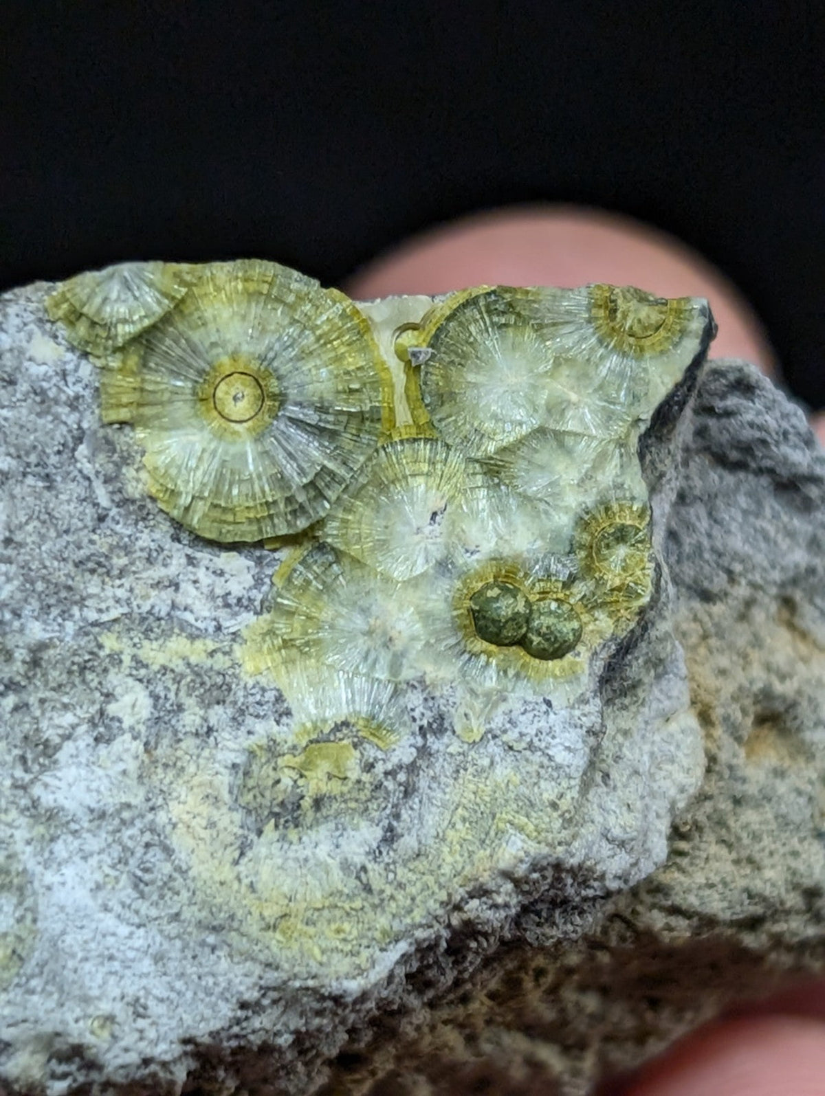 A cluster of translucent, pale green and yellow fossilized coral formations embedded in a gray rock matrix.