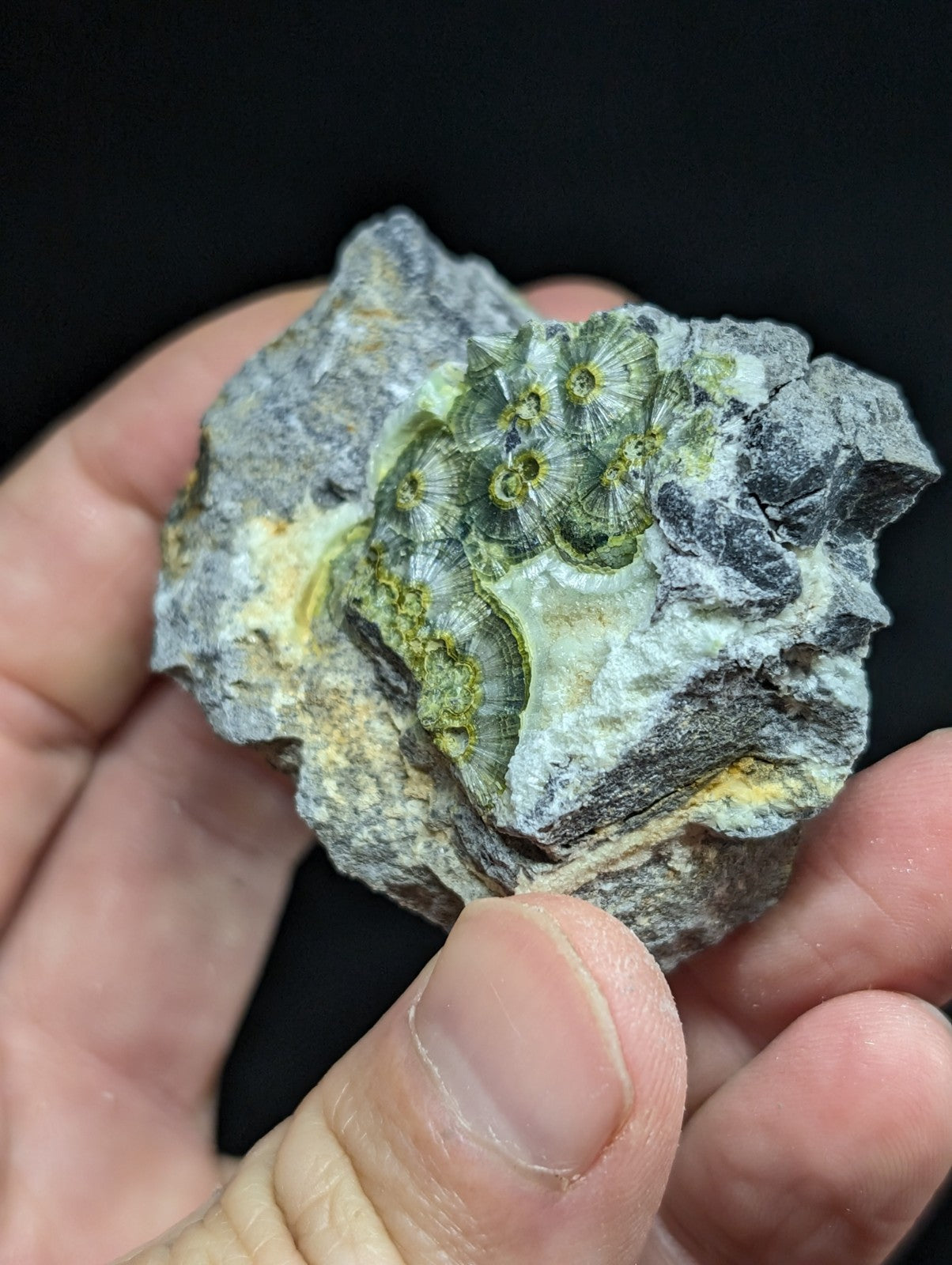 A hand holds a gray rock specimen featuring intricate green and yellow fossilized coral-like structures embedded within its surface.