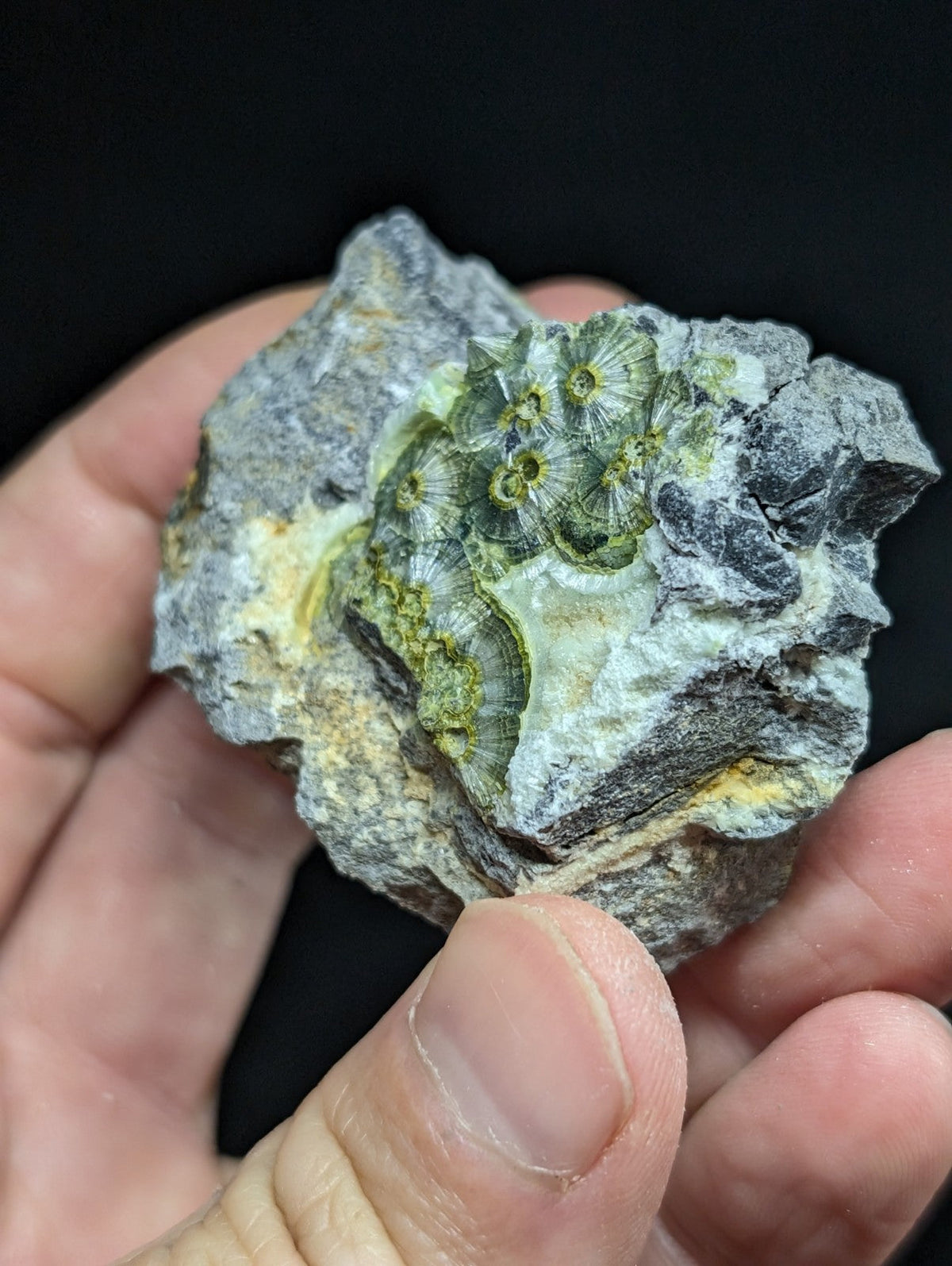 A hand holds a gray rock specimen featuring intricate green and yellow fossilized coral-like structures embedded within its surface.