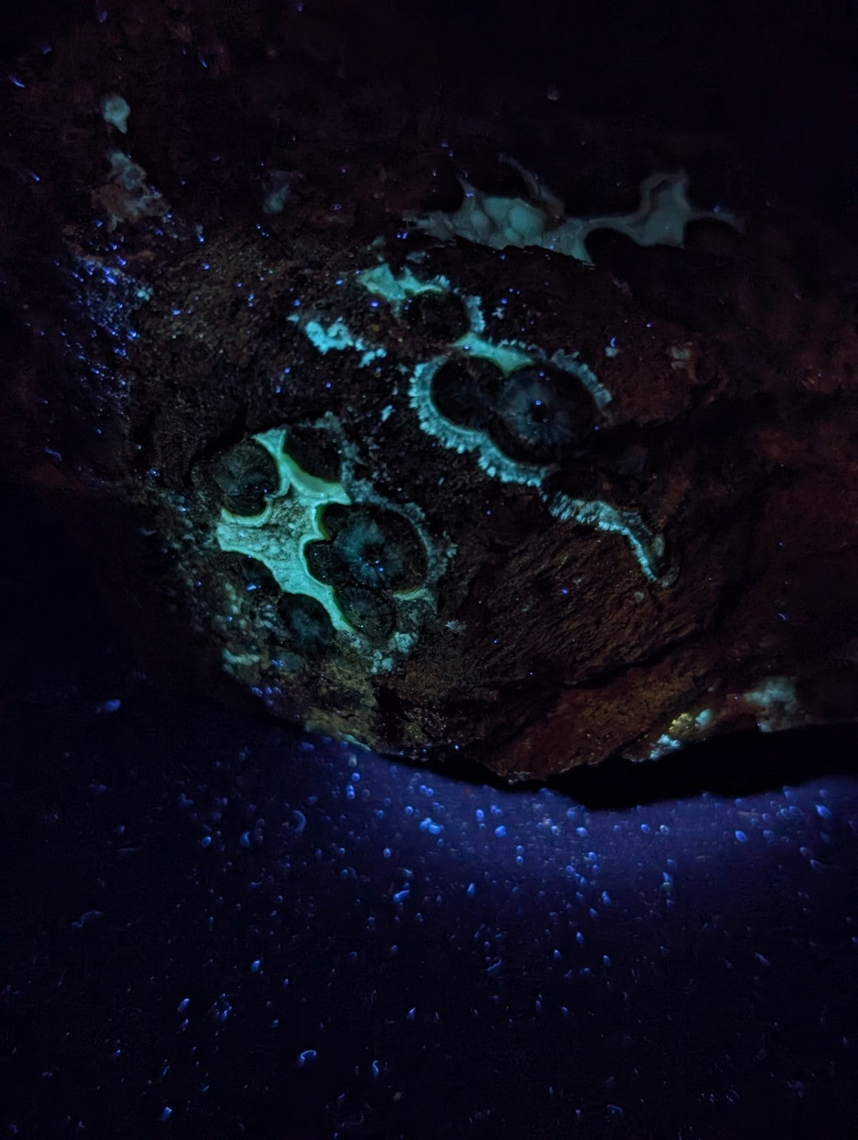 A dark, rugged rock surface glowing with vibrant turquoise bioluminescent patterns that form circular and oval shapes against its textured, earthy brown base.