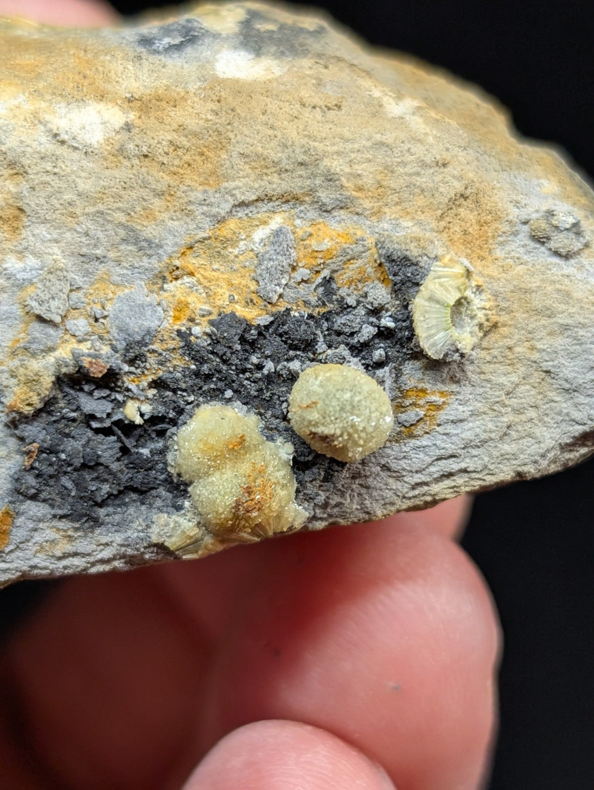 A hand holds a gray rock specimen featuring embedded yellowish-green fossilized shells and dark mineral deposits.