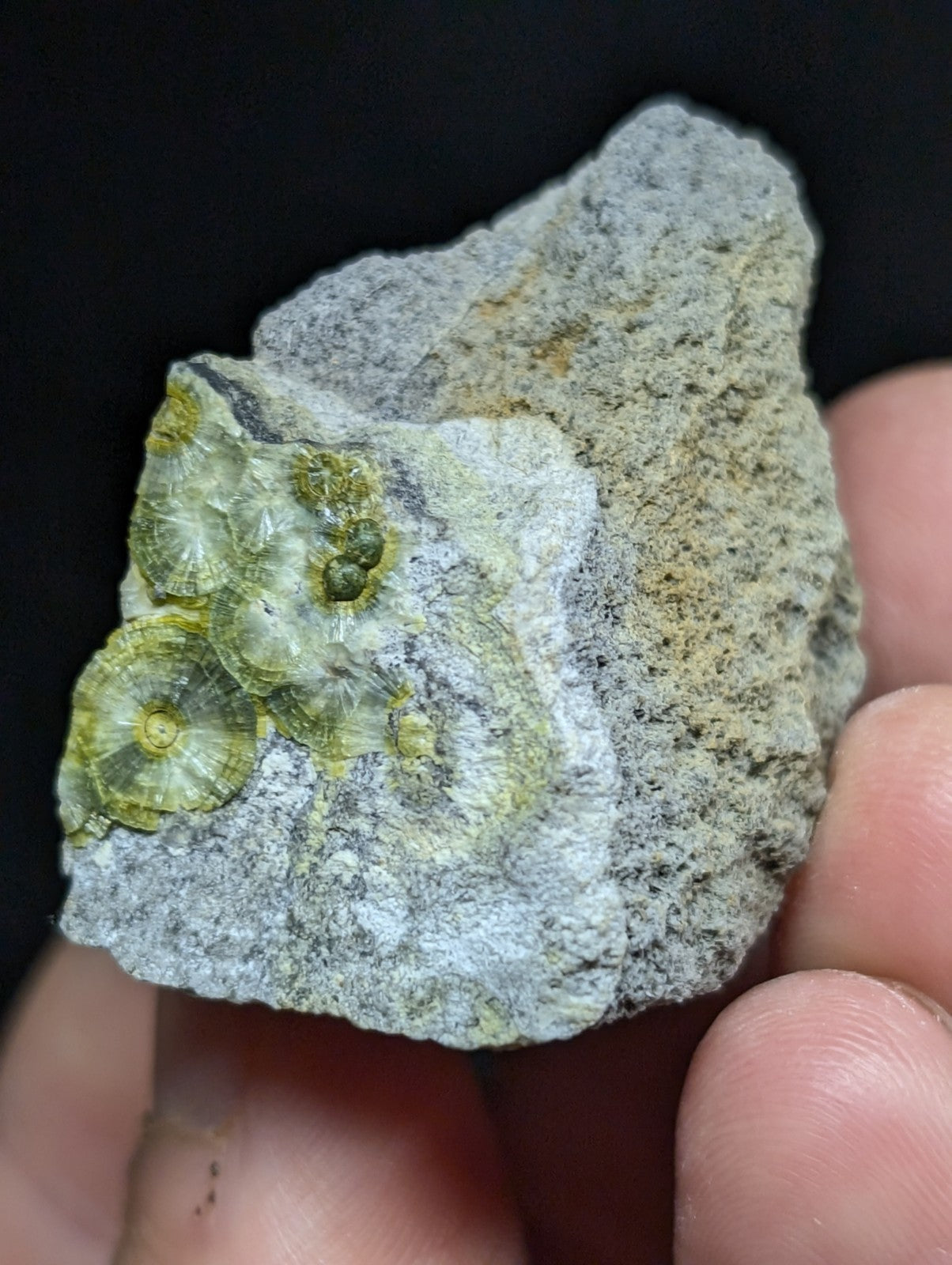 A gray rock specimen featuring a cluster of greenish-yellow fossilized coral formations with concentric, circular patterns.