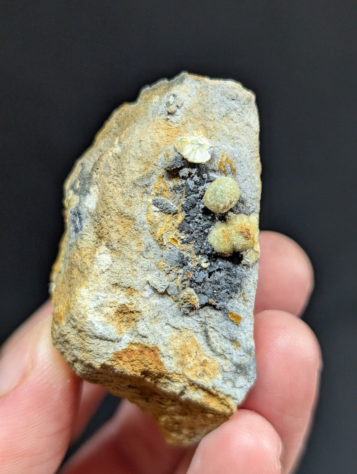 A hand holds a rough, irregularly shaped rock specimen featuring patches of grayish matrix with prominent yellow and black mineral formations.