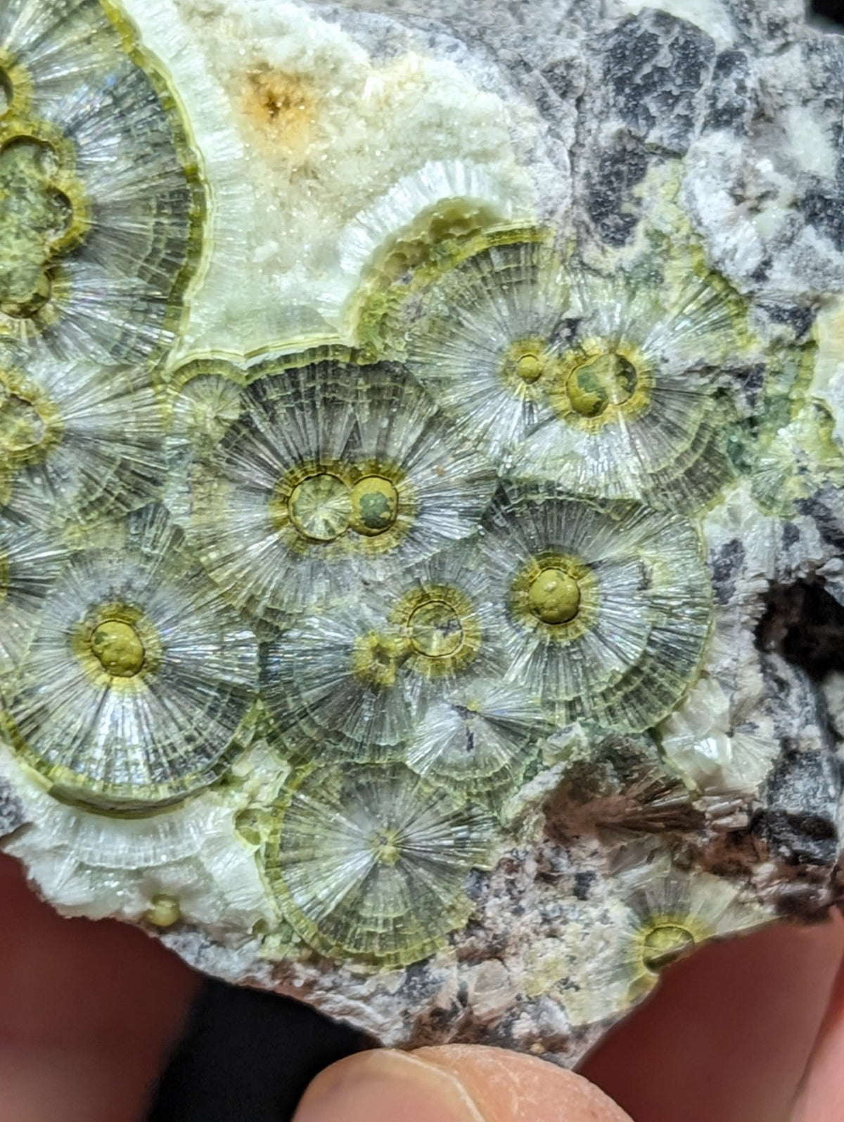 A cluster of translucent green and yellow fossilized coral formations embedded in a grayish rock matrix.