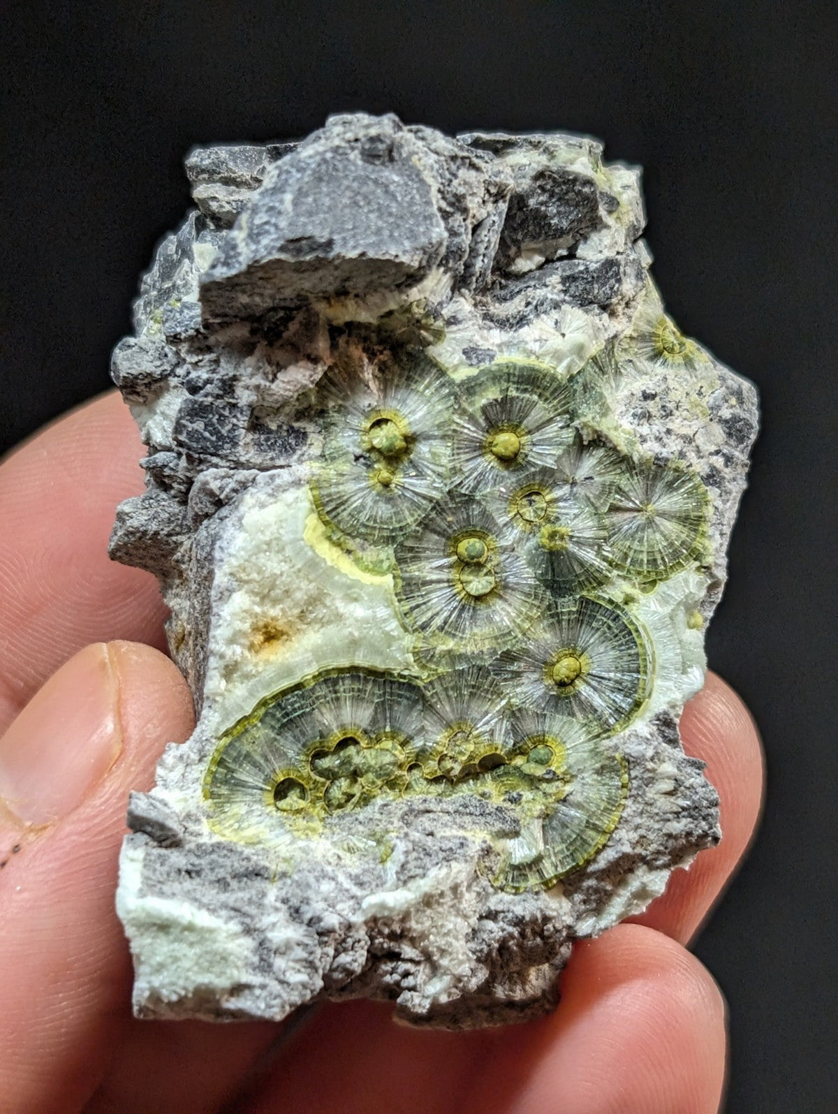 A hand holds a gray rock specimen featuring intricate, circular green fossilized structures with radiating patterns and yellow centers.