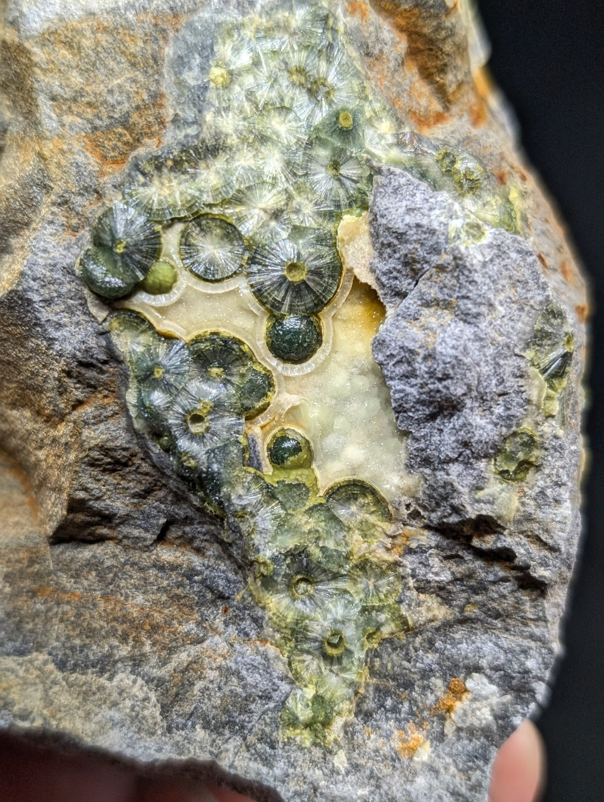 A cluster of dark green, circular fossilized coral formations embedded in a gray and tan rock matrix.