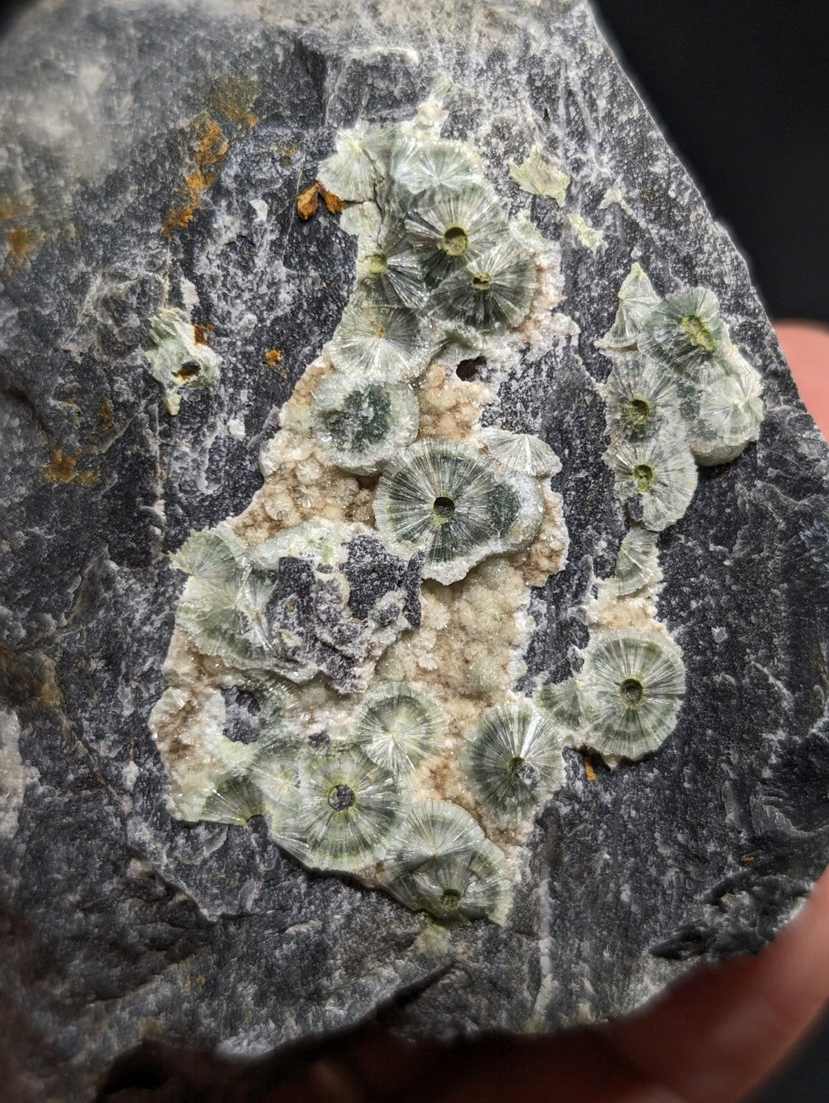 A cluster of translucent, greenish-gray fossilized brachiopods embedded in a dark gray rock matrix.